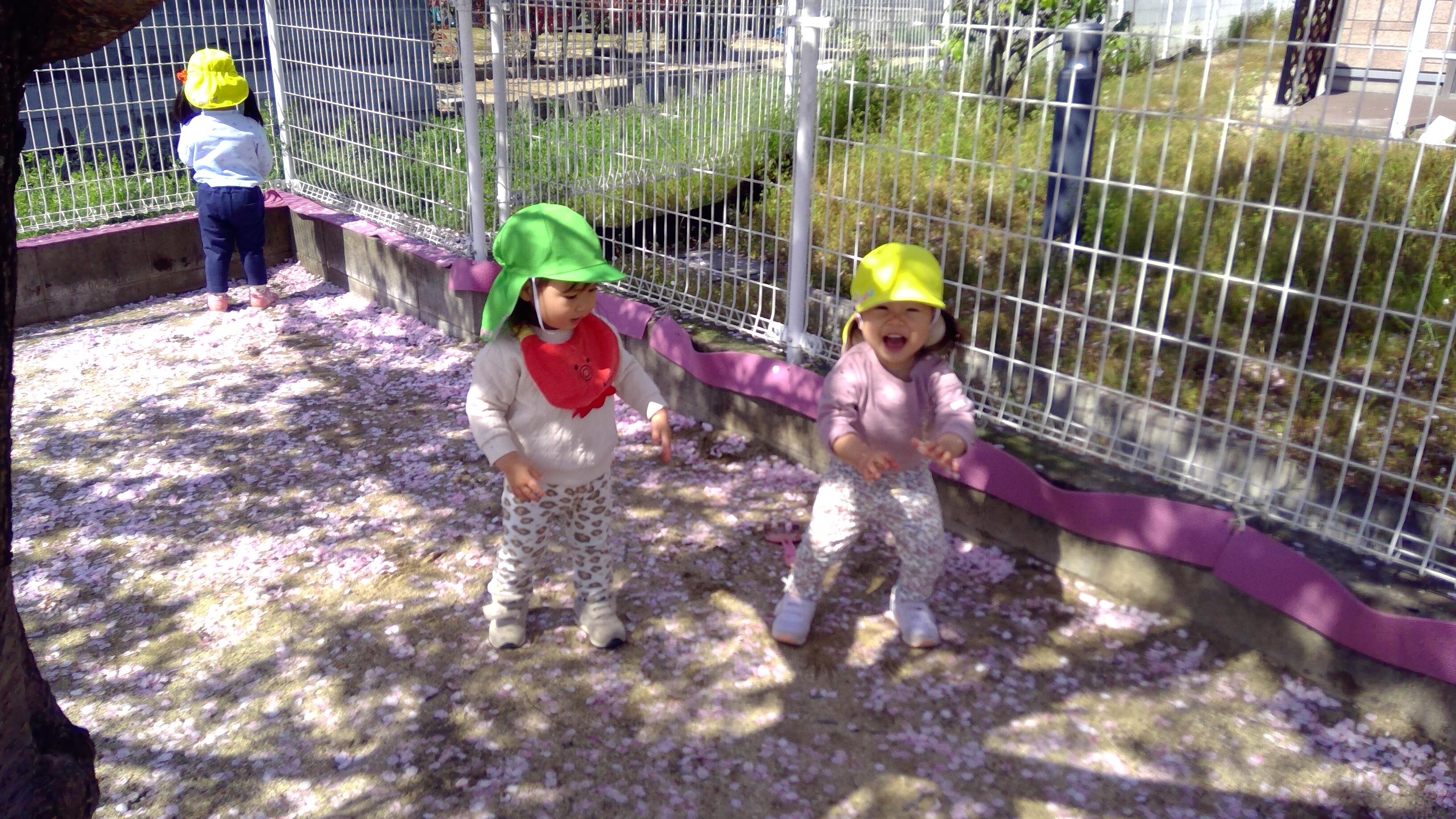 園庭の花びらのじゅうたんに大喜びの子ども達。