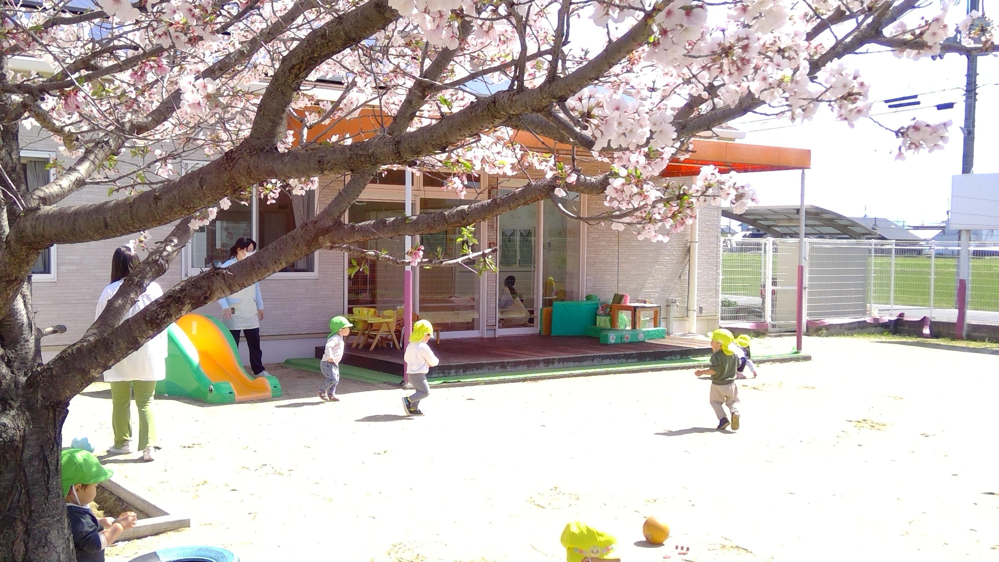桜の花びらがひらひら舞い散る園庭で元気いっぱい走り回って遊ぶ子ども達。