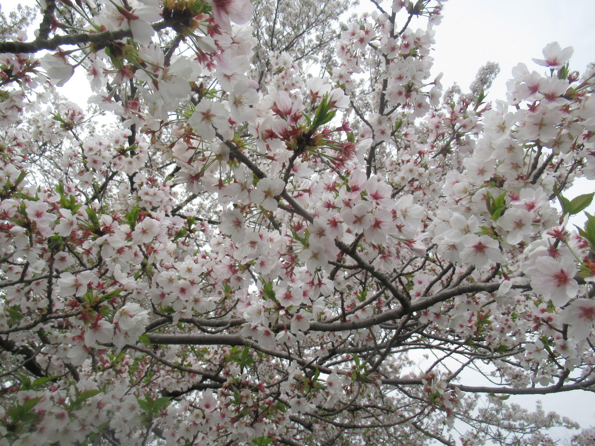 満開の桜✿