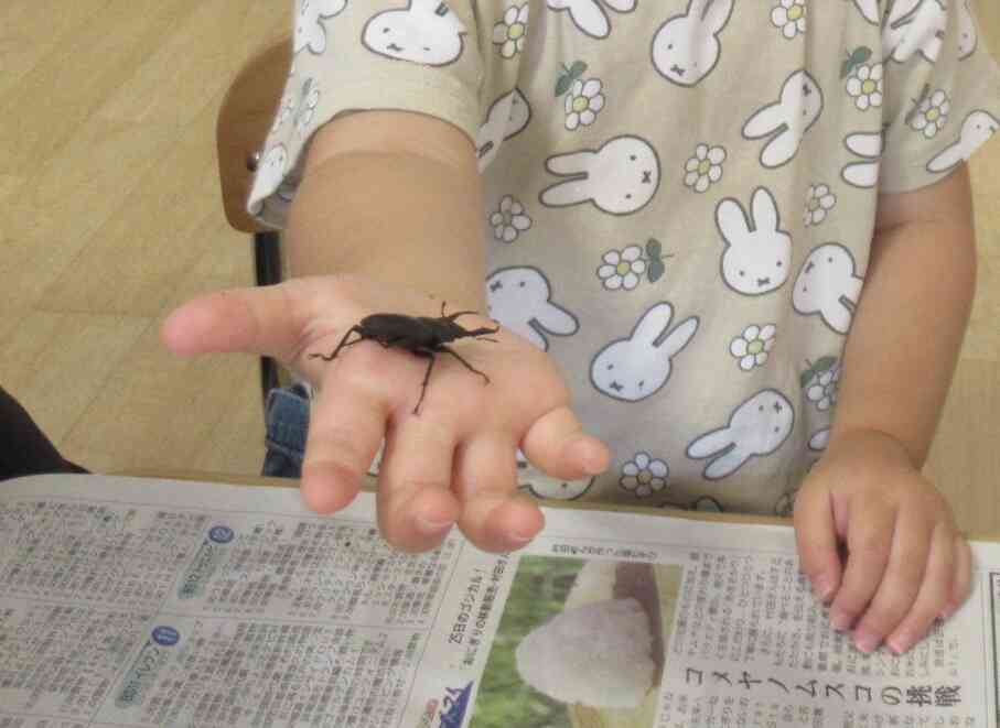 クワガタ☆