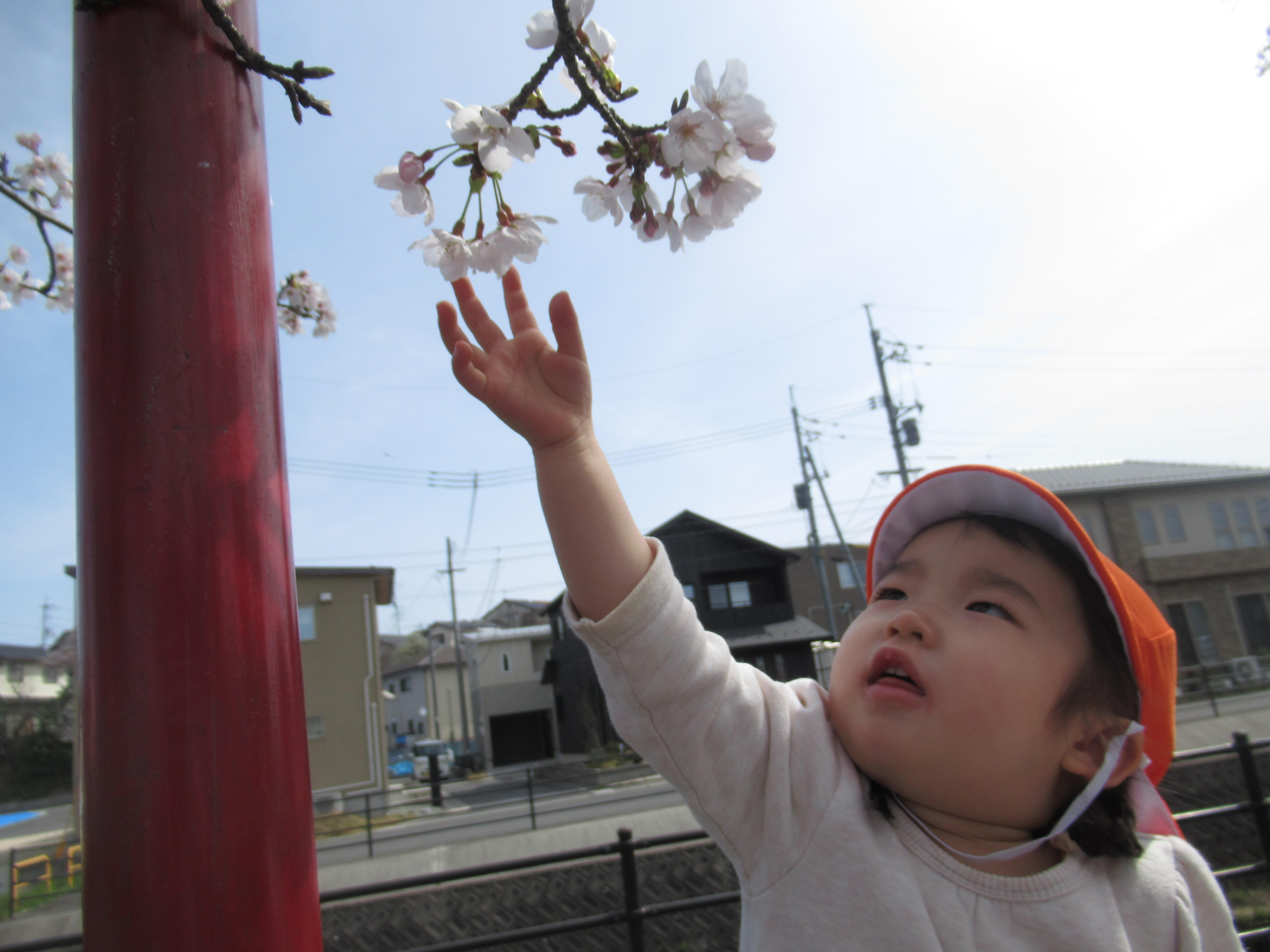 桜とおはようのタッチ