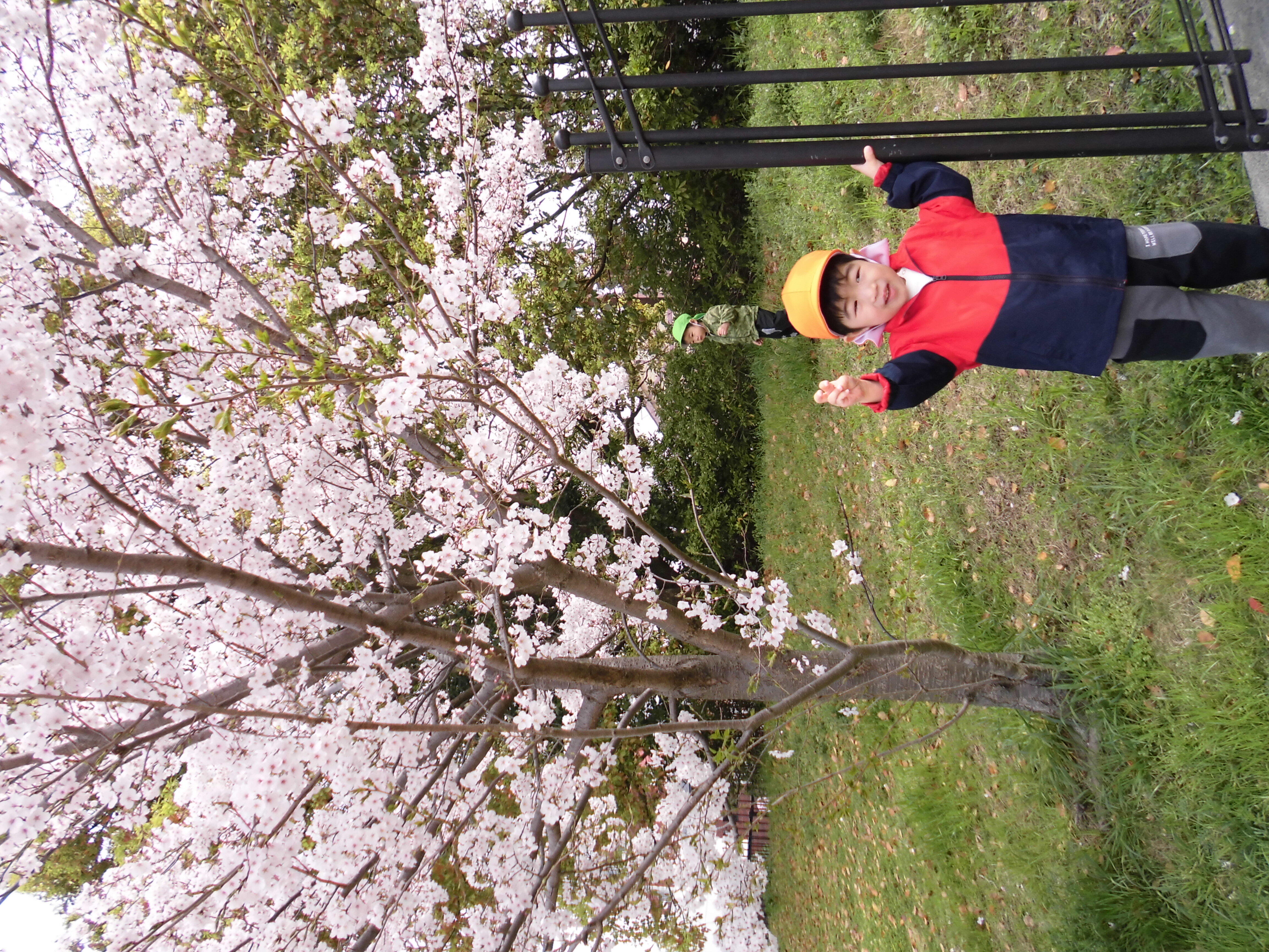 大きな桜の木だよ☆