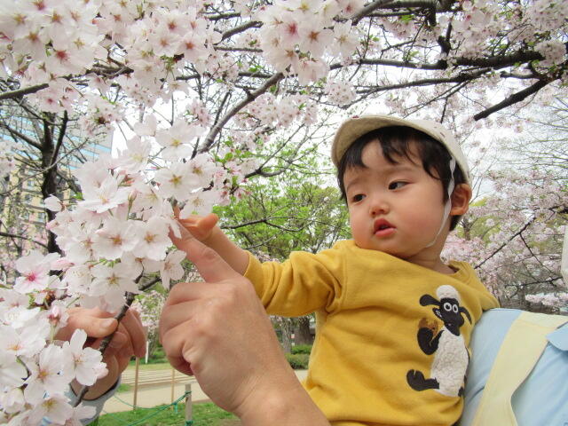 「先生だっこ！」で桜にチョン♪