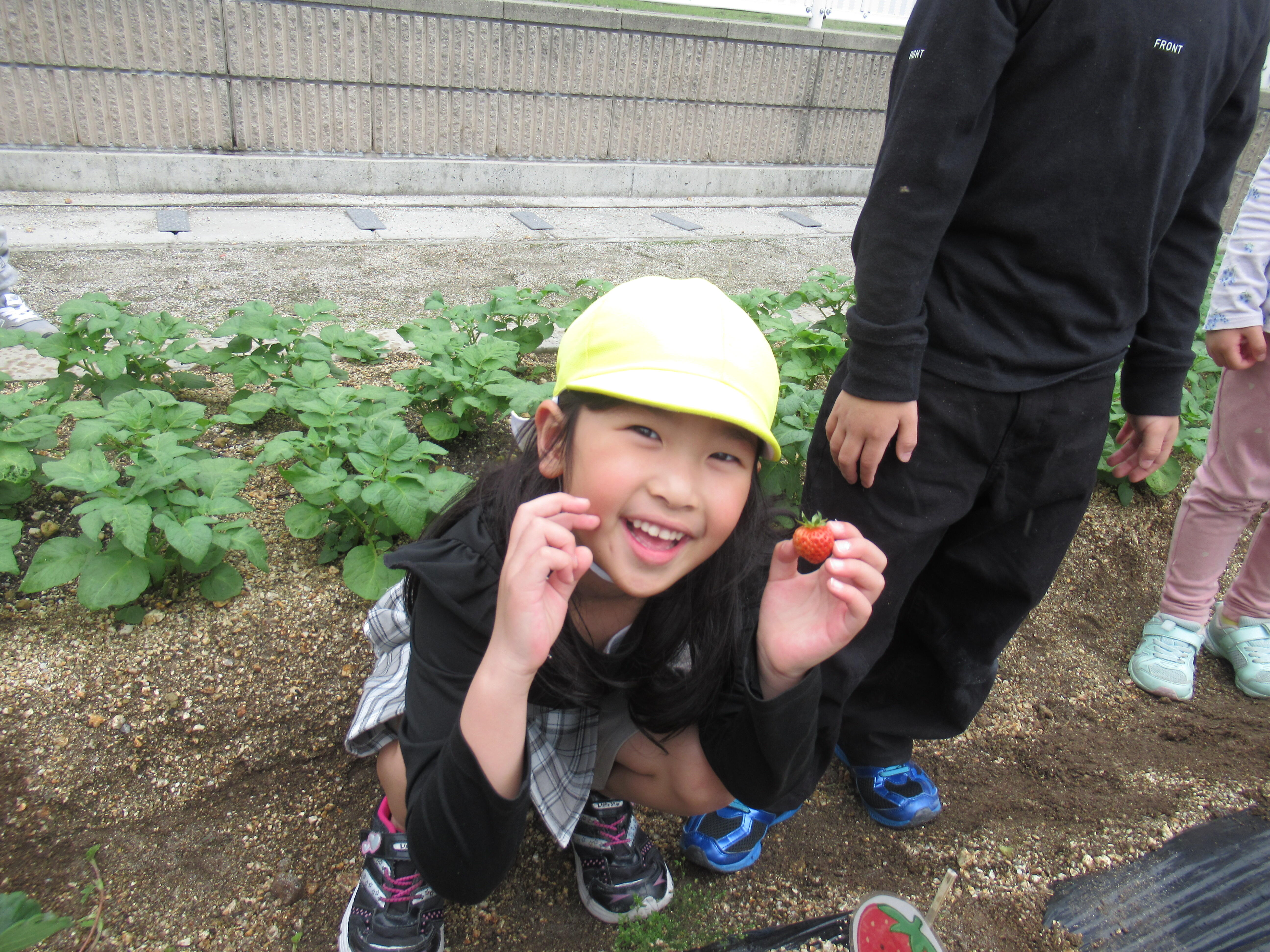 畑でイチゴ収穫！あまい匂いがする～　5歳児