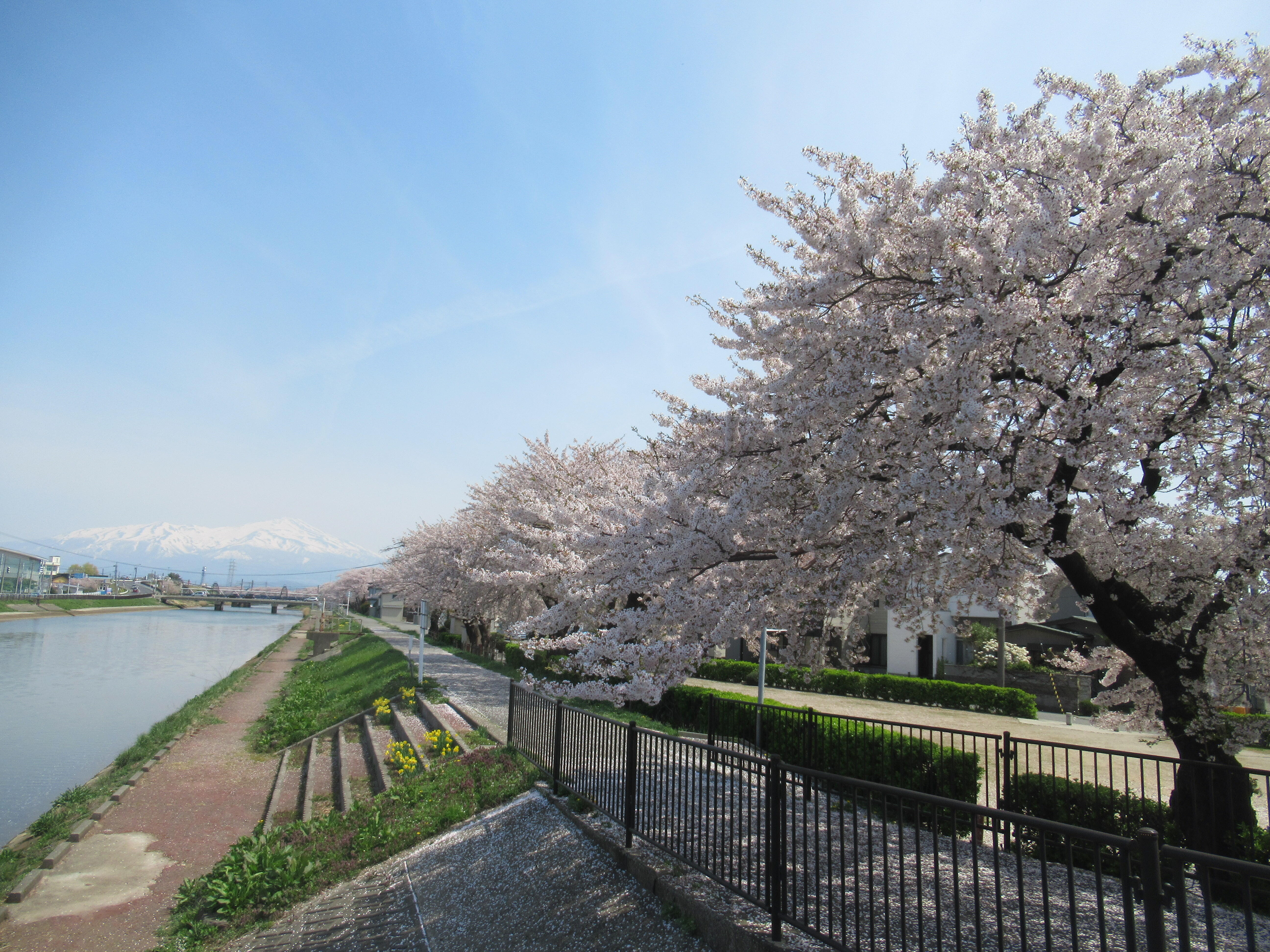 もうすぐ桜の季節。みんなでお花見をしながらお散歩します。