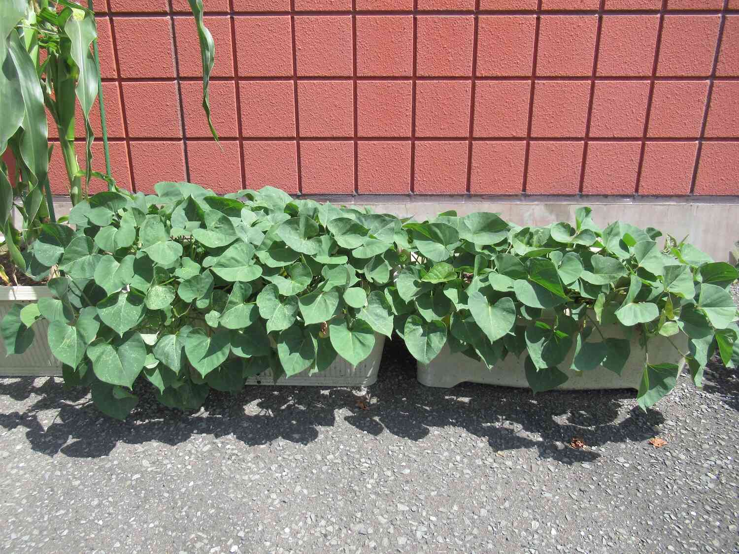 さつまいもグングン成長中!