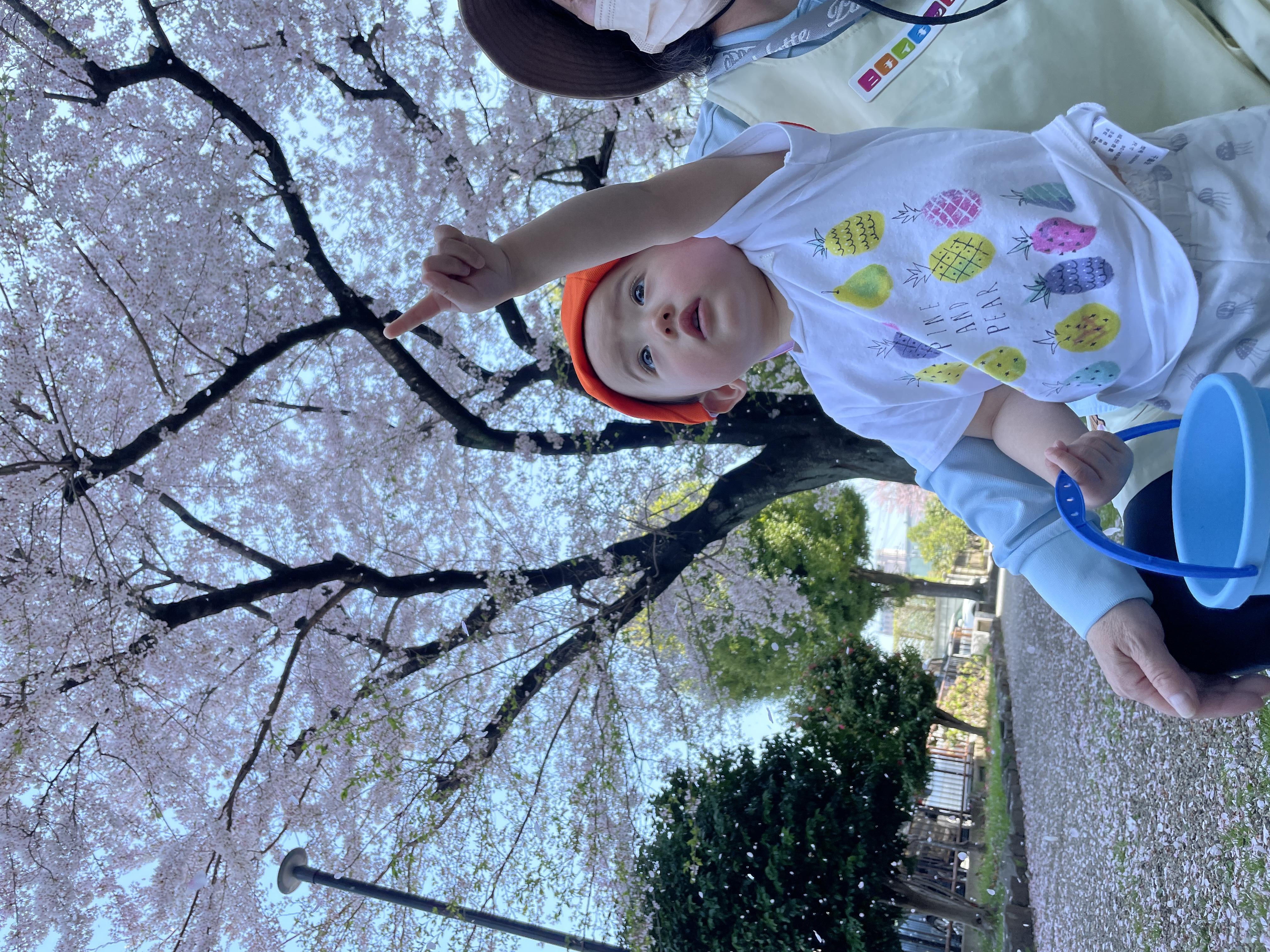 桜の花びら集め