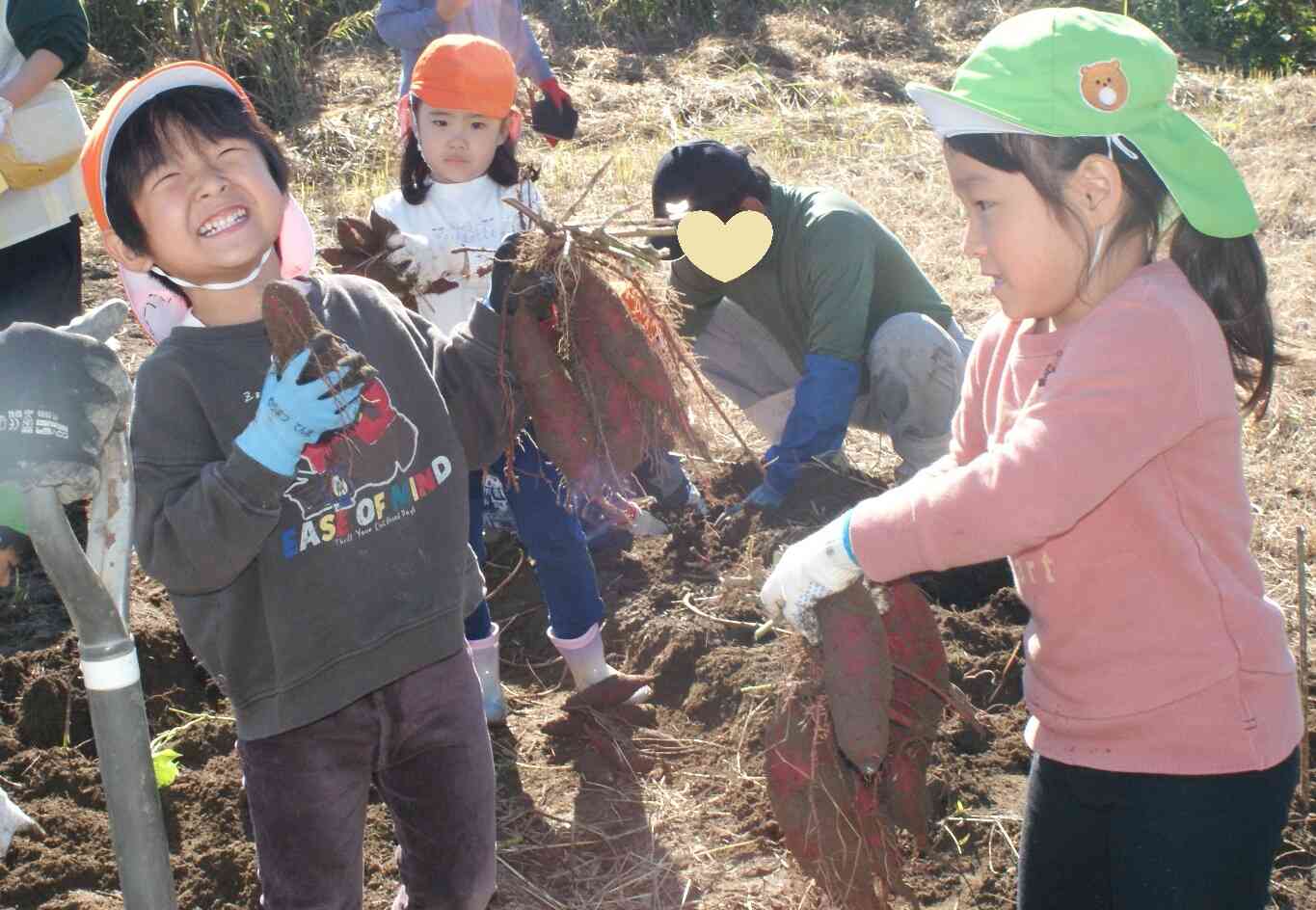 たくさんのサツマイモ採れたよ★