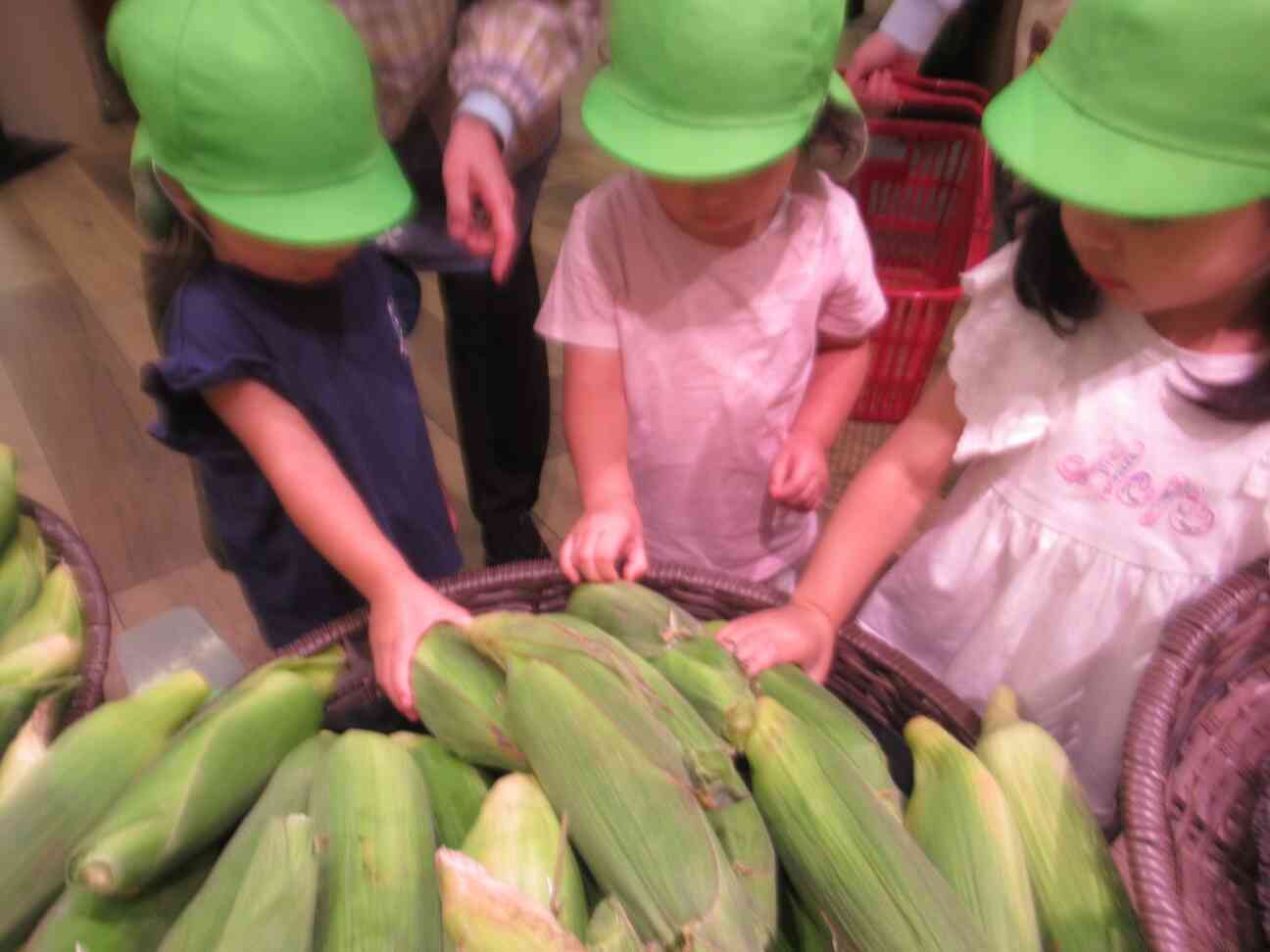 ６月の食育活動「トウモロコシの皮むき」