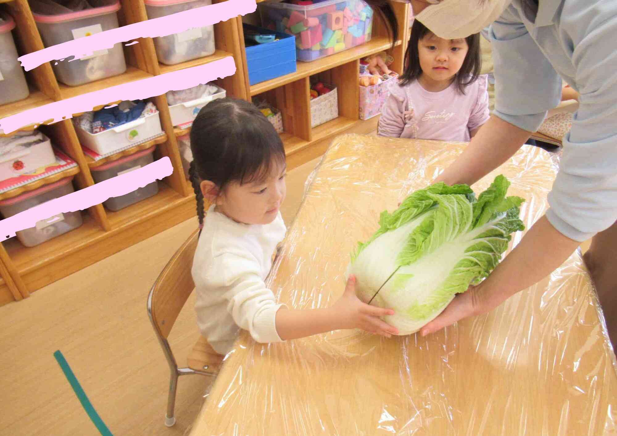 大きな白菜をさわってみよう!