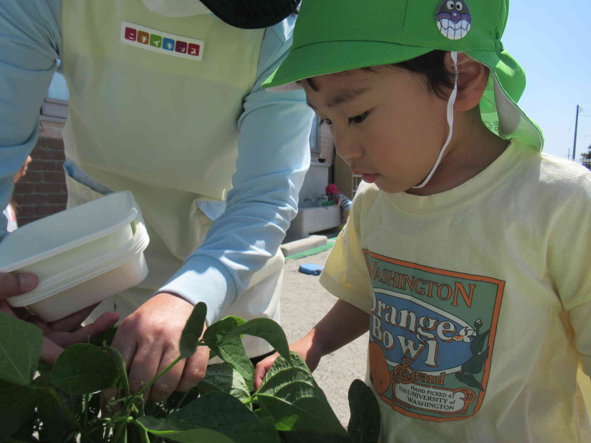すくすくと夏野菜が育っています。