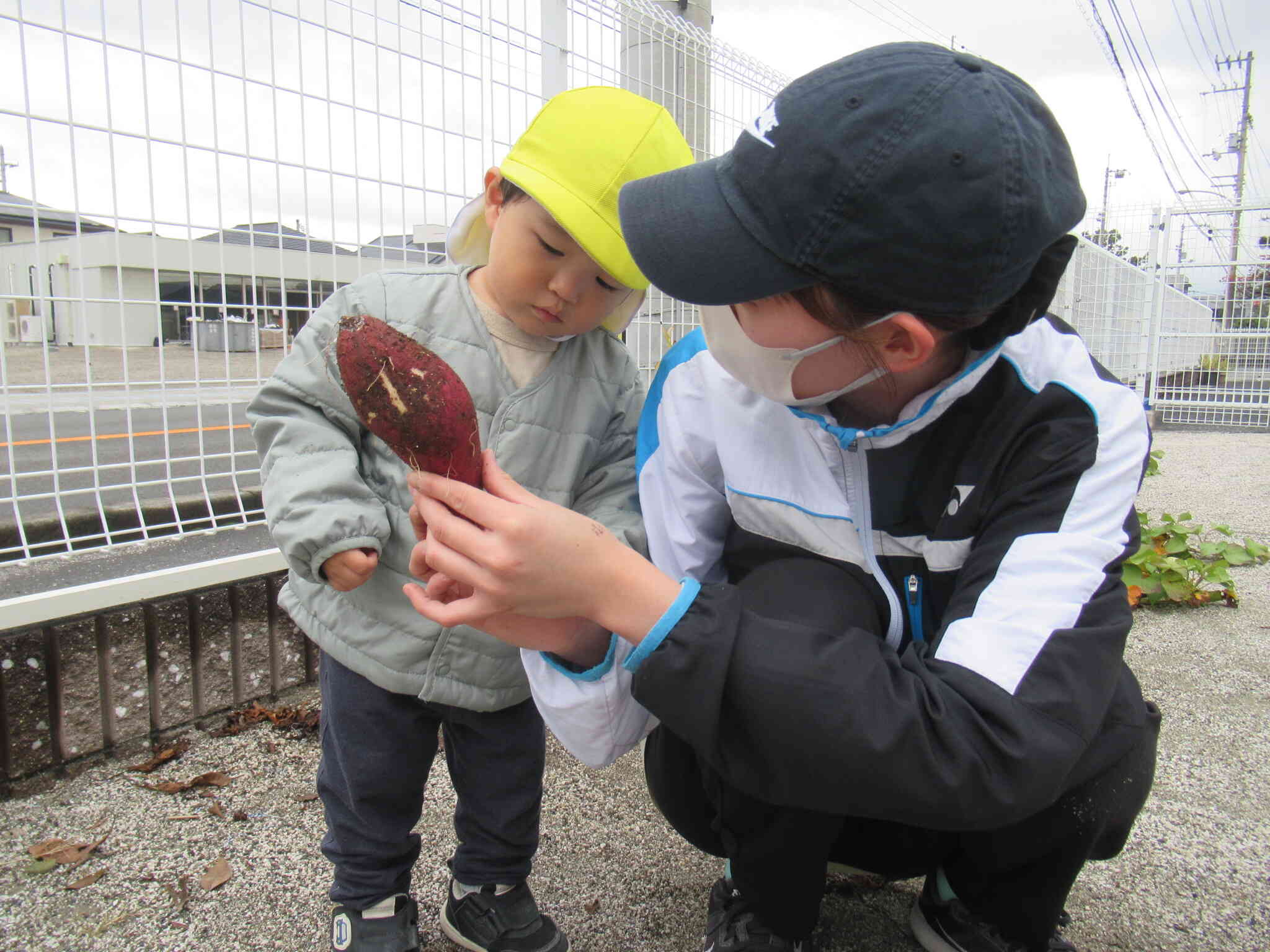 これなーに？？不思議そうにとれたてのお芋を眺めている姿♡かわいい♡