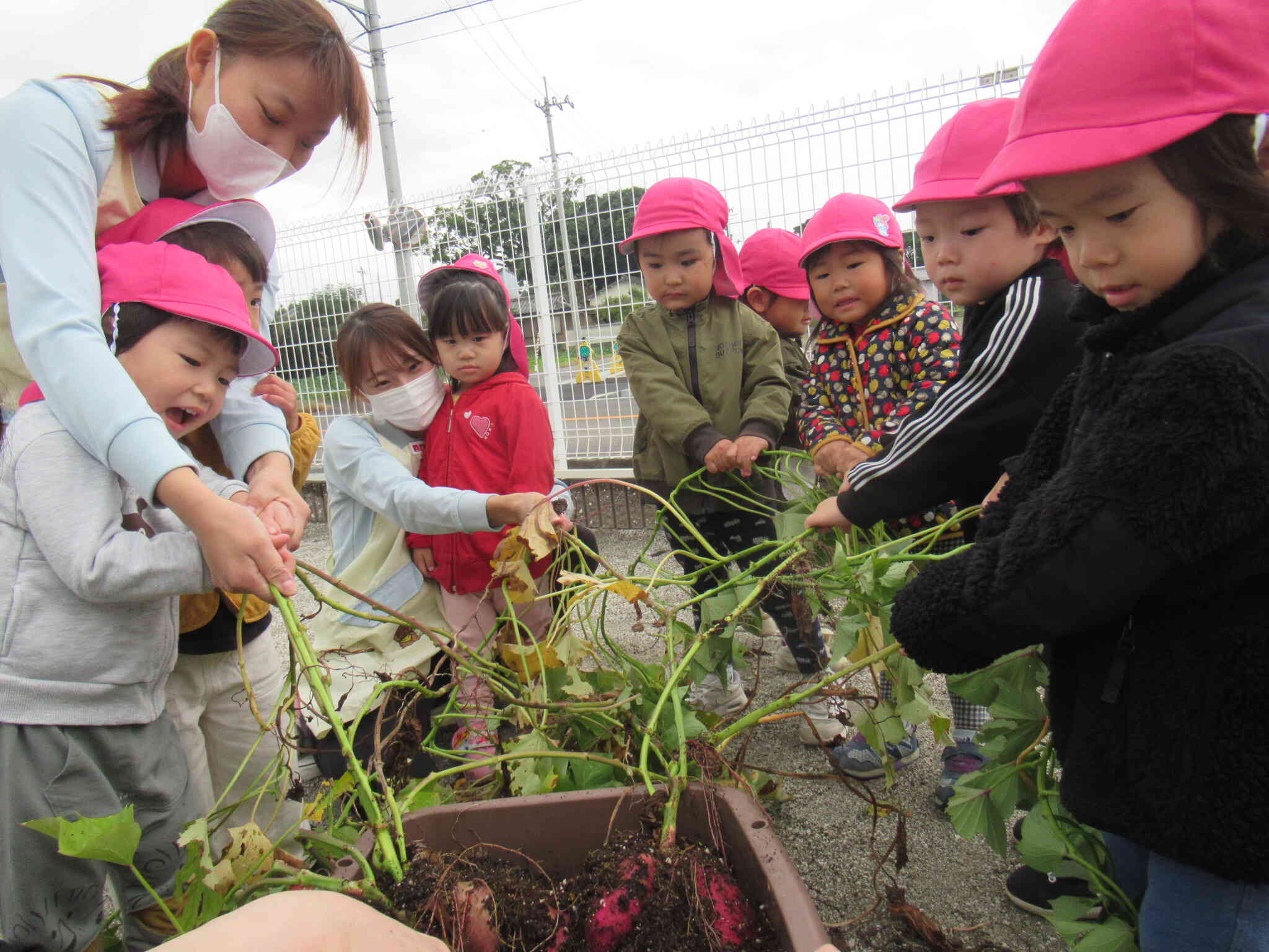 みんなで力を合わせて芋ほりだ！！