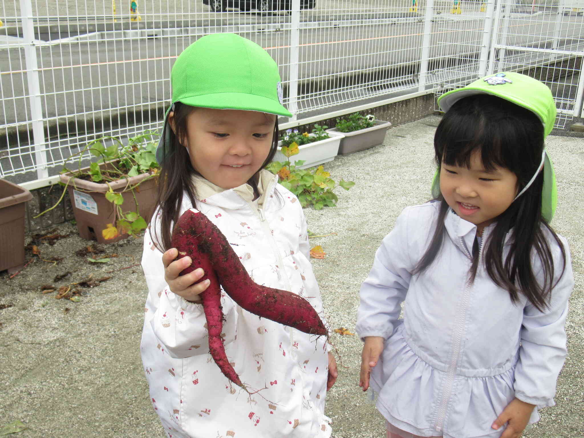 こんなおしゃれなお芋もとれました！！「プリンセスのくつみたい☆」子どもたちの想像力はすごい！！