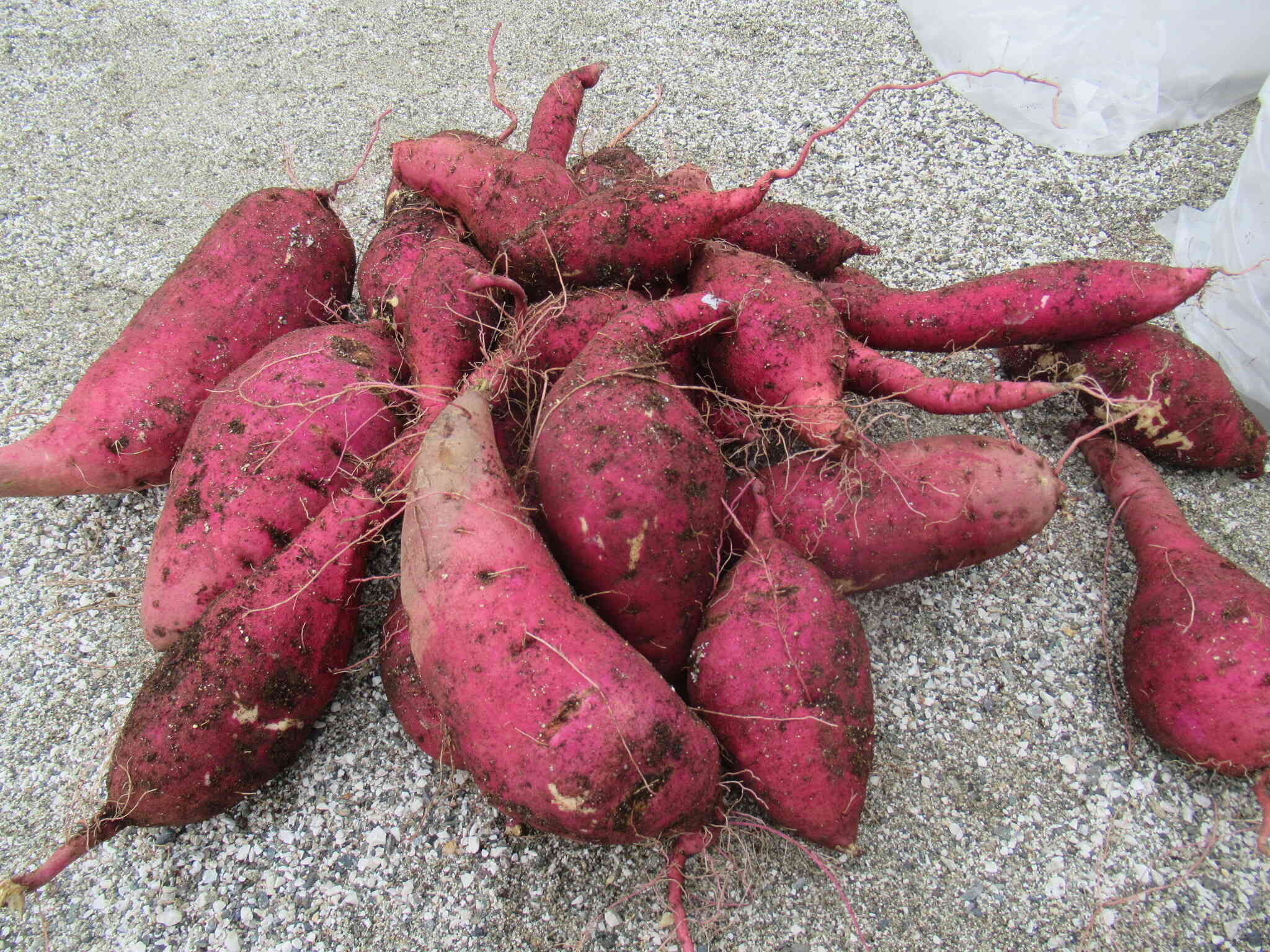 うんとこしょ！！どっこいしょ！！！