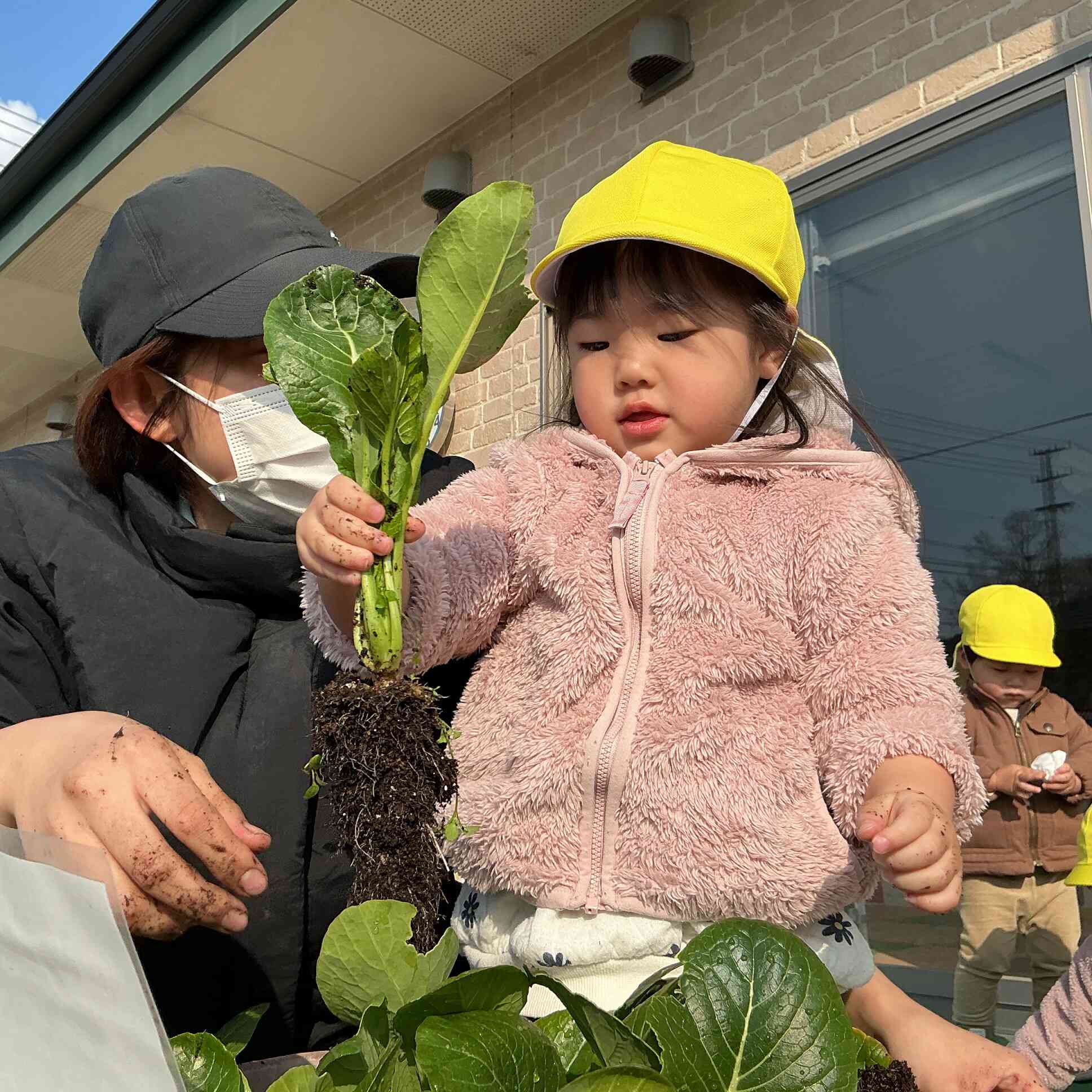 小松菜を収穫してみよう！