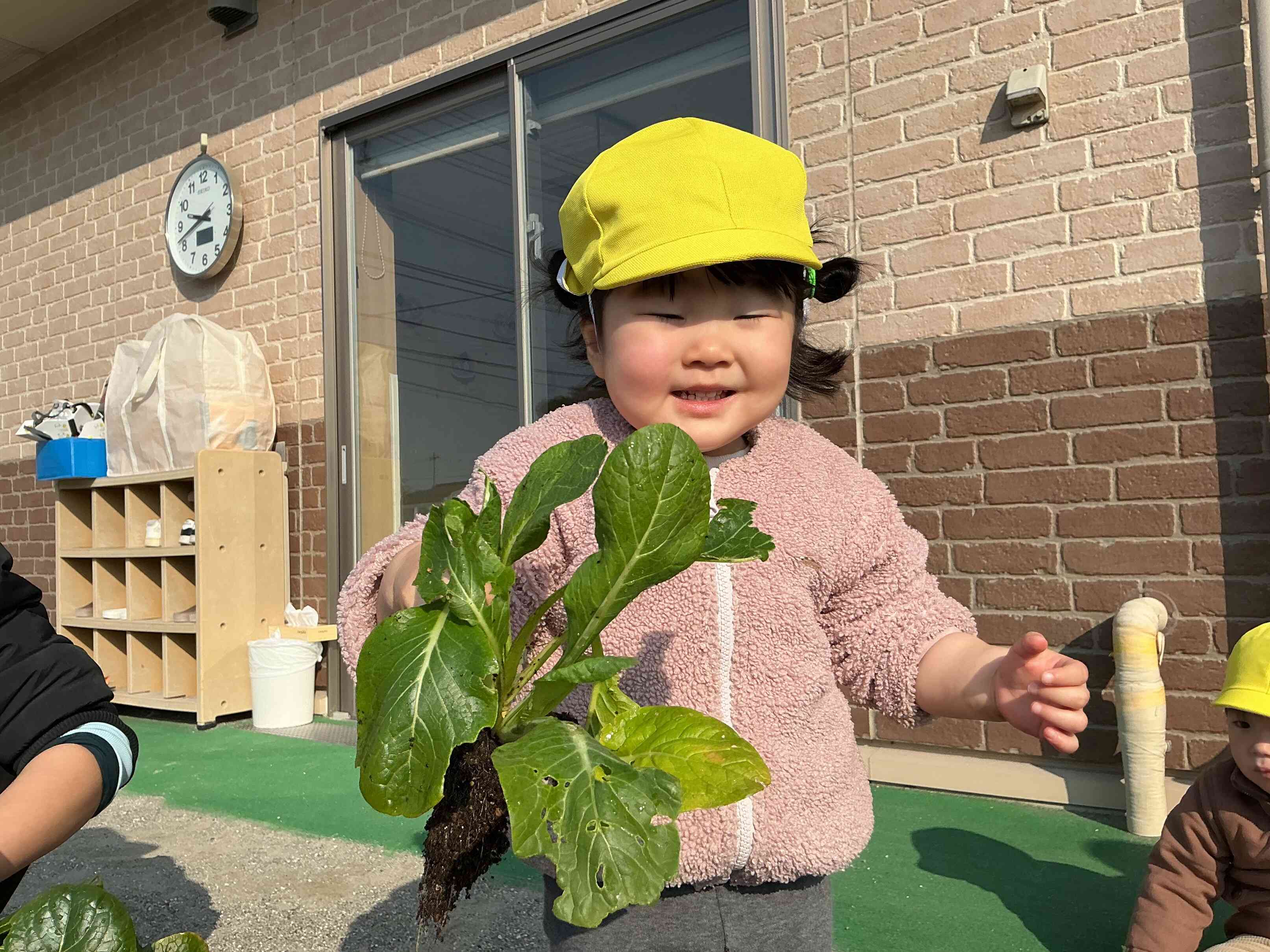 小松菜の収穫をしたよ！　～あひる組さん～