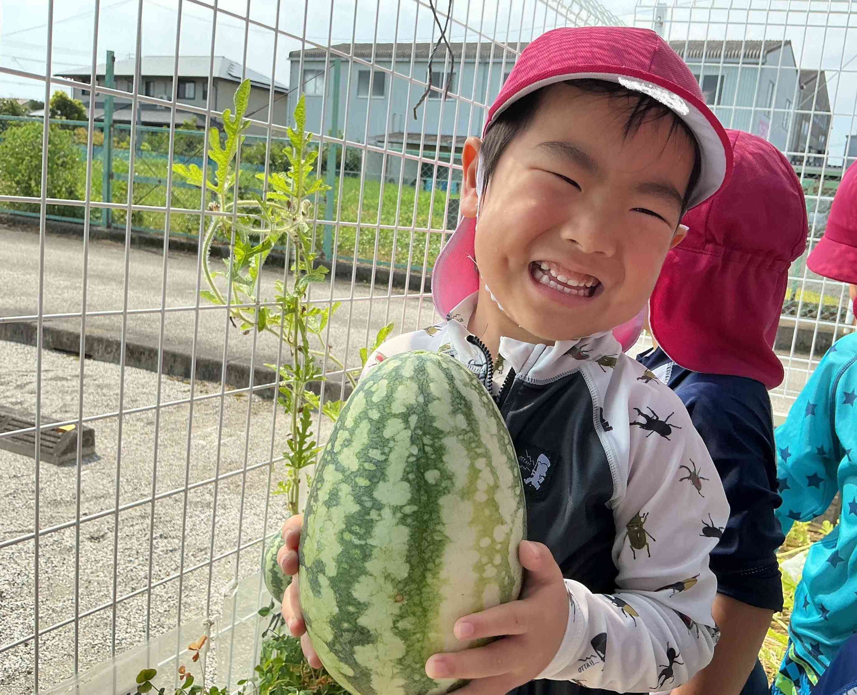 スイカの収穫　～りす組さん（３歳児）～