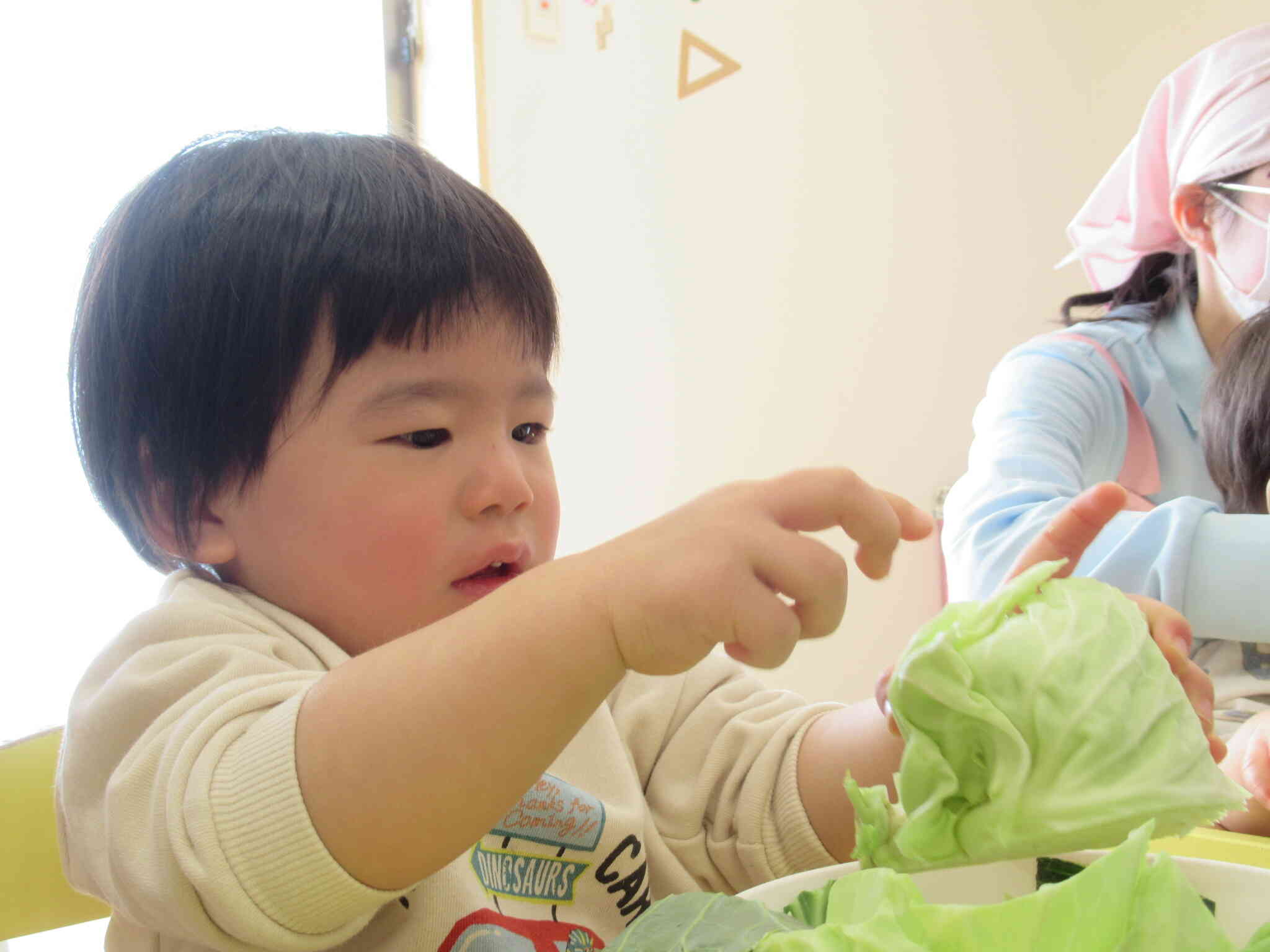 キャベツってつめたいね～。どんな匂いがするのかな～。ちぎってみよう！よいしょっ！