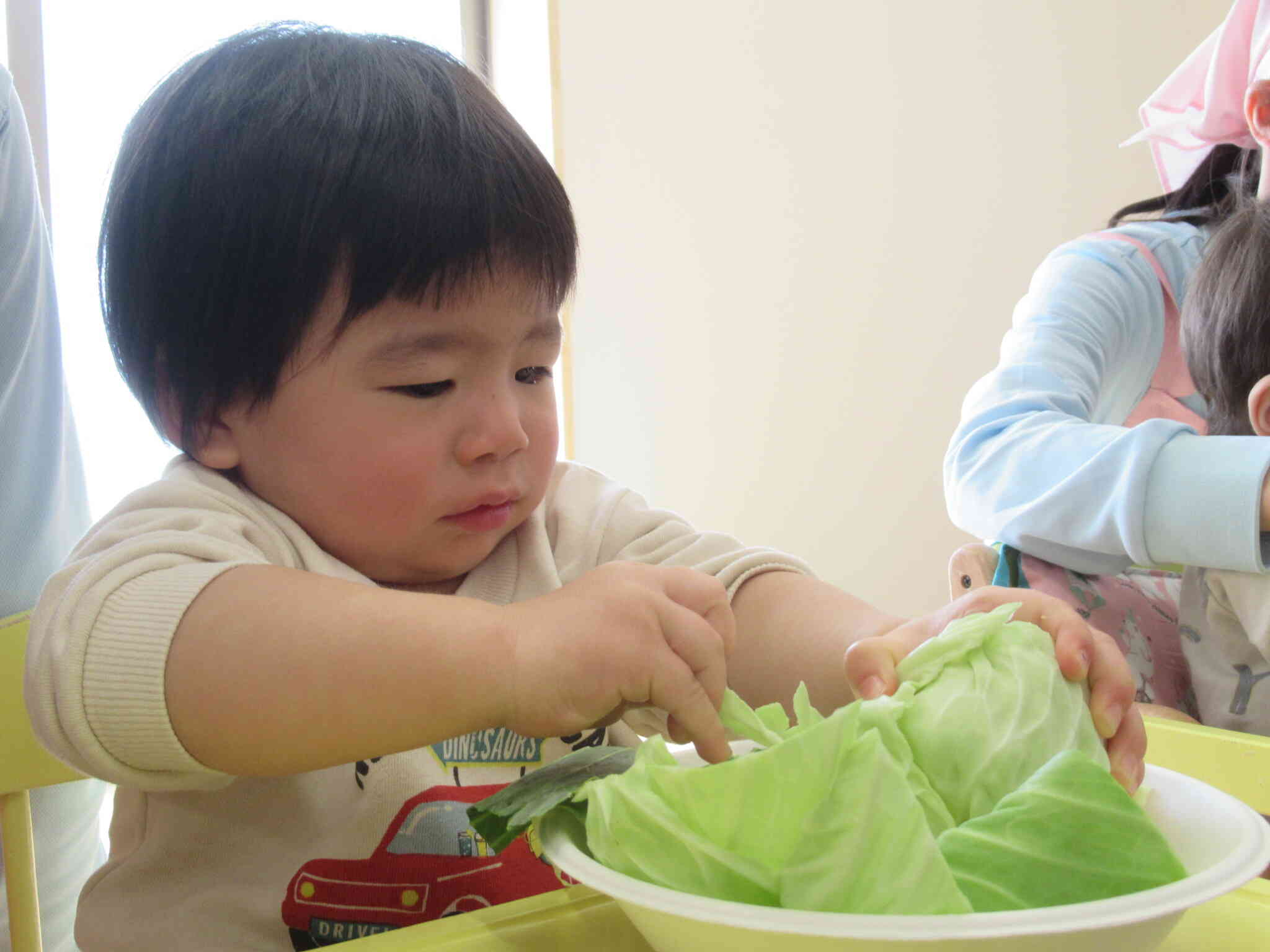 キャベツをちぎってみたよ☆