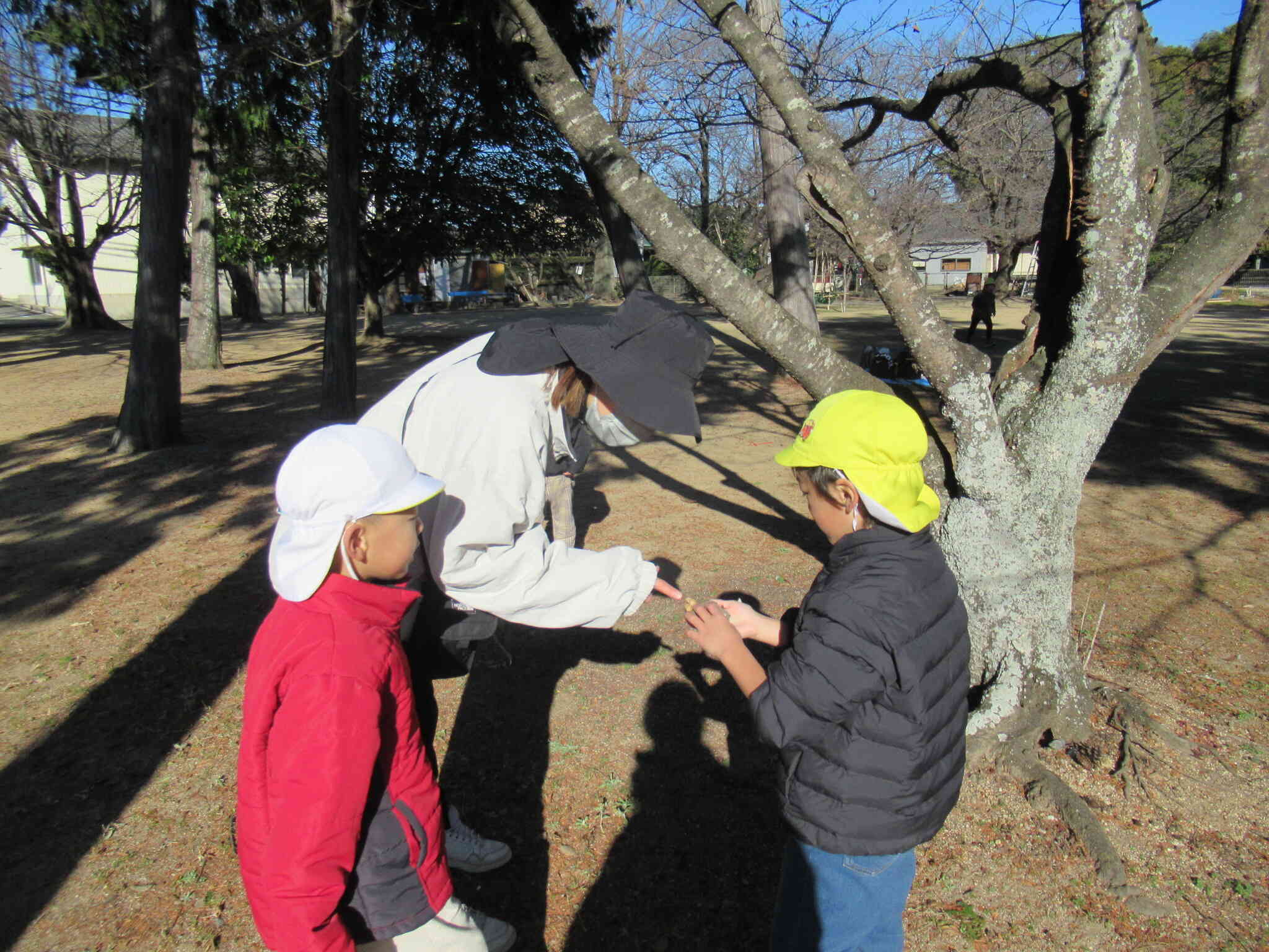 何を見つけたの？木の実だよ～。こんな木の実見たことないよ。いっぱいあるね、木の実。もっと探してみようっと。