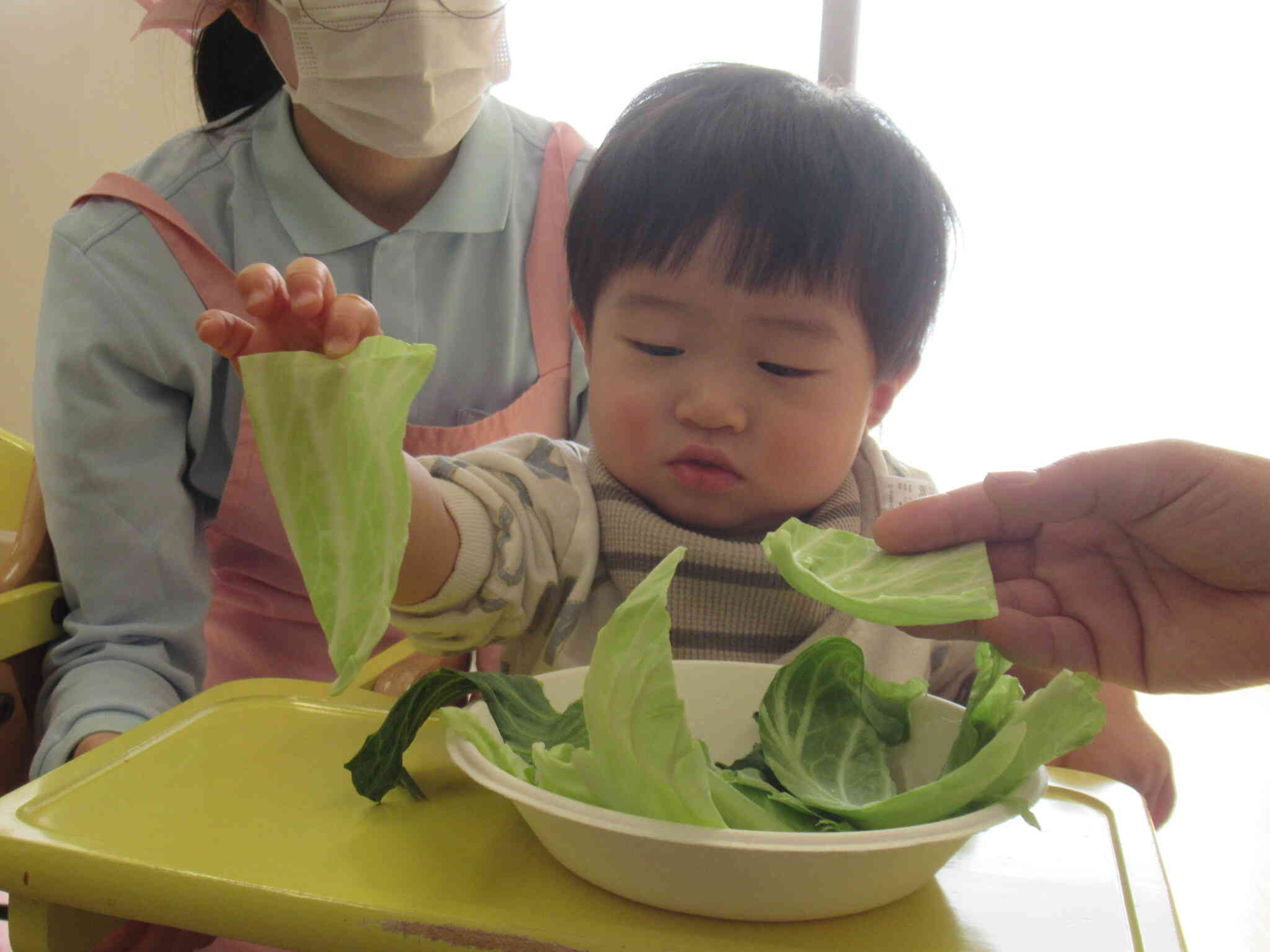 キャベツに触れてみよう！