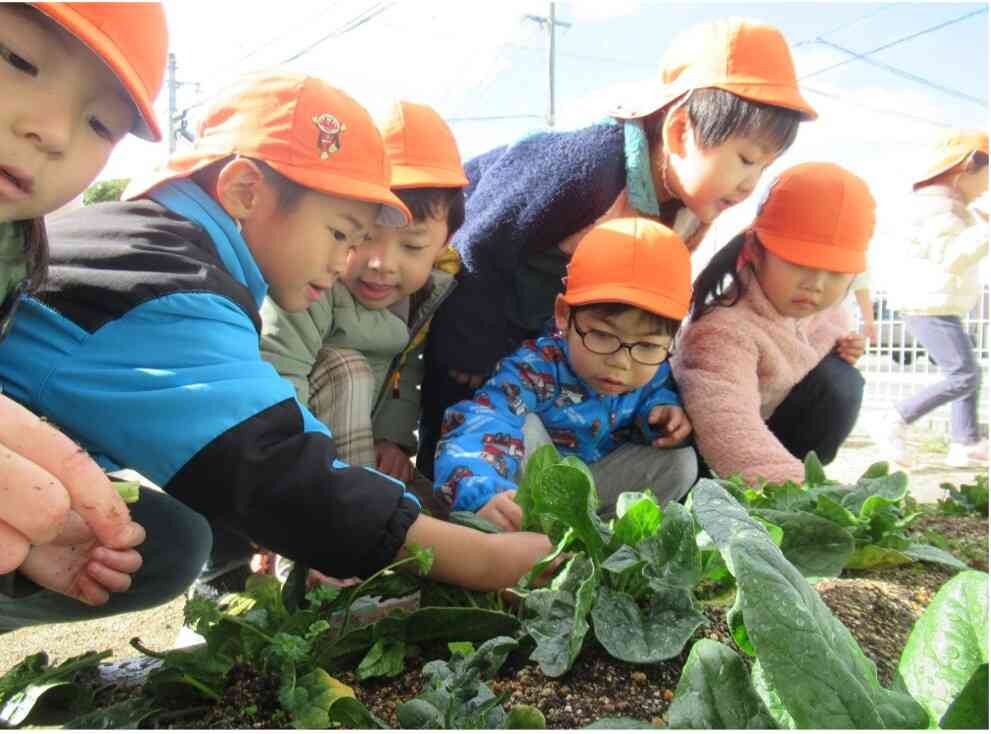 ほうれん草を収穫したよ♬