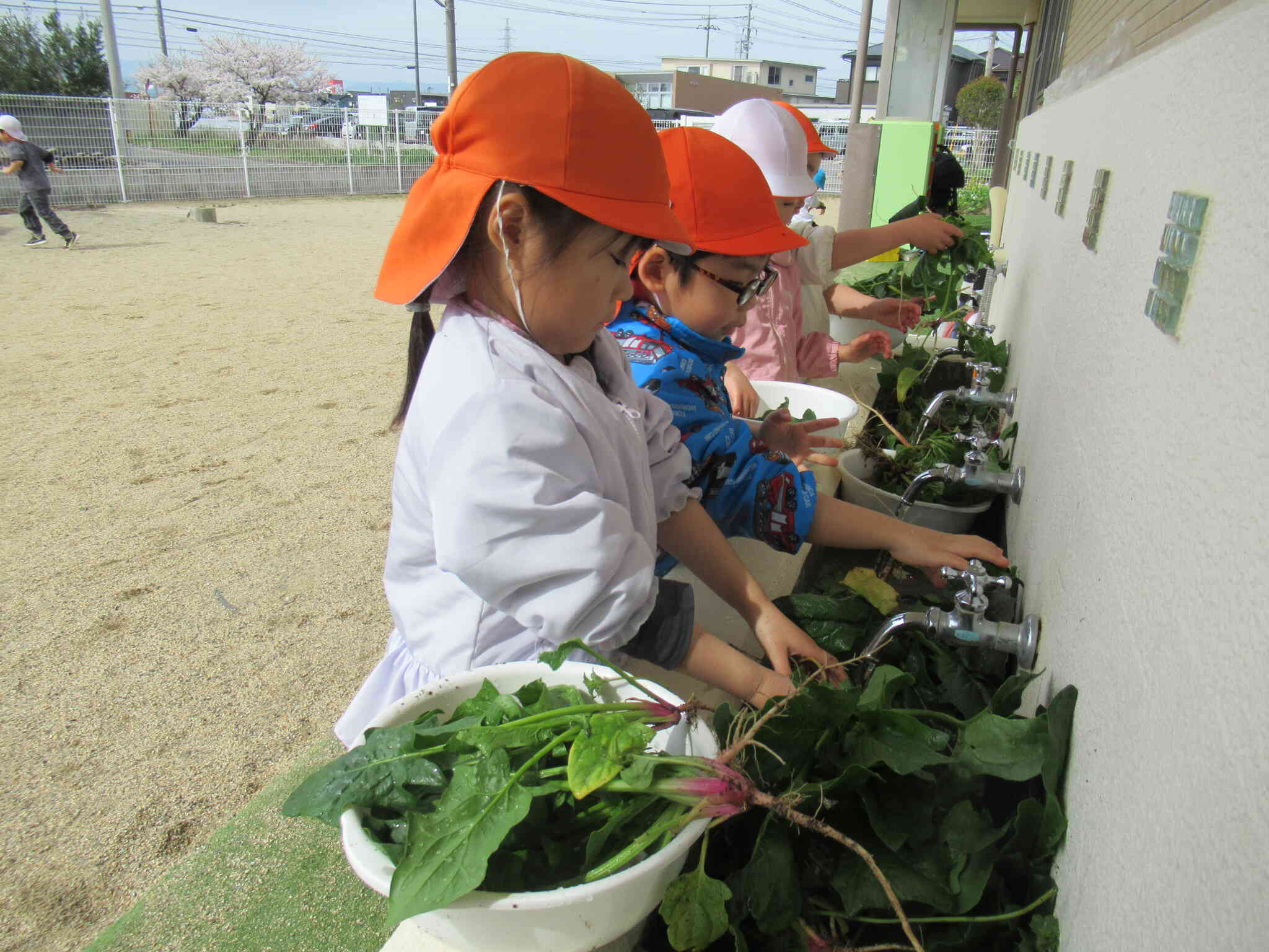ほうれん草を収穫したよ☆
