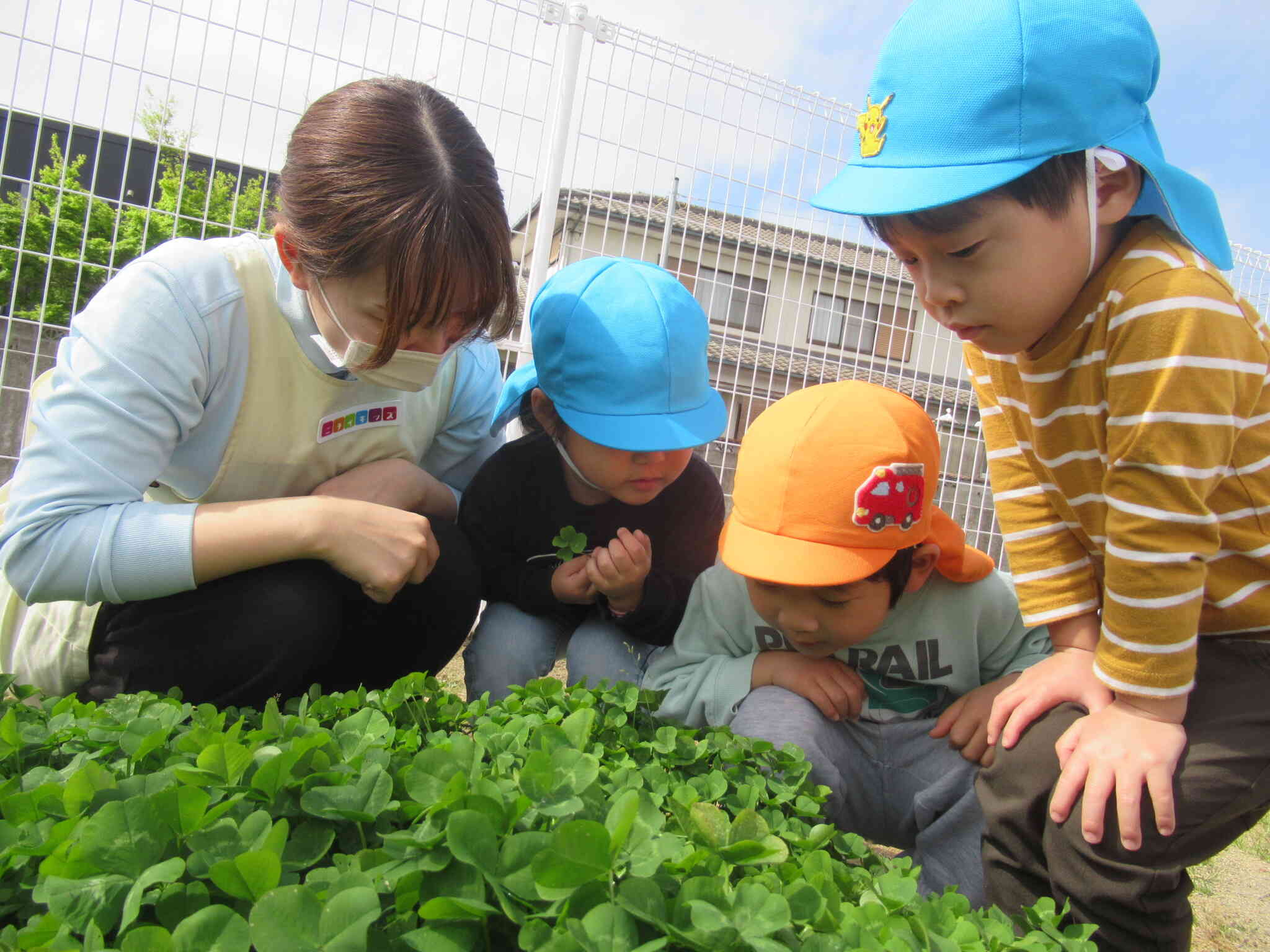 葉っぱが４枚！