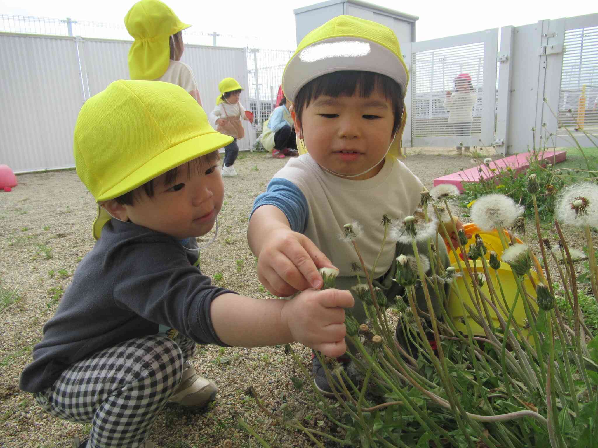 これは何のお花かな？