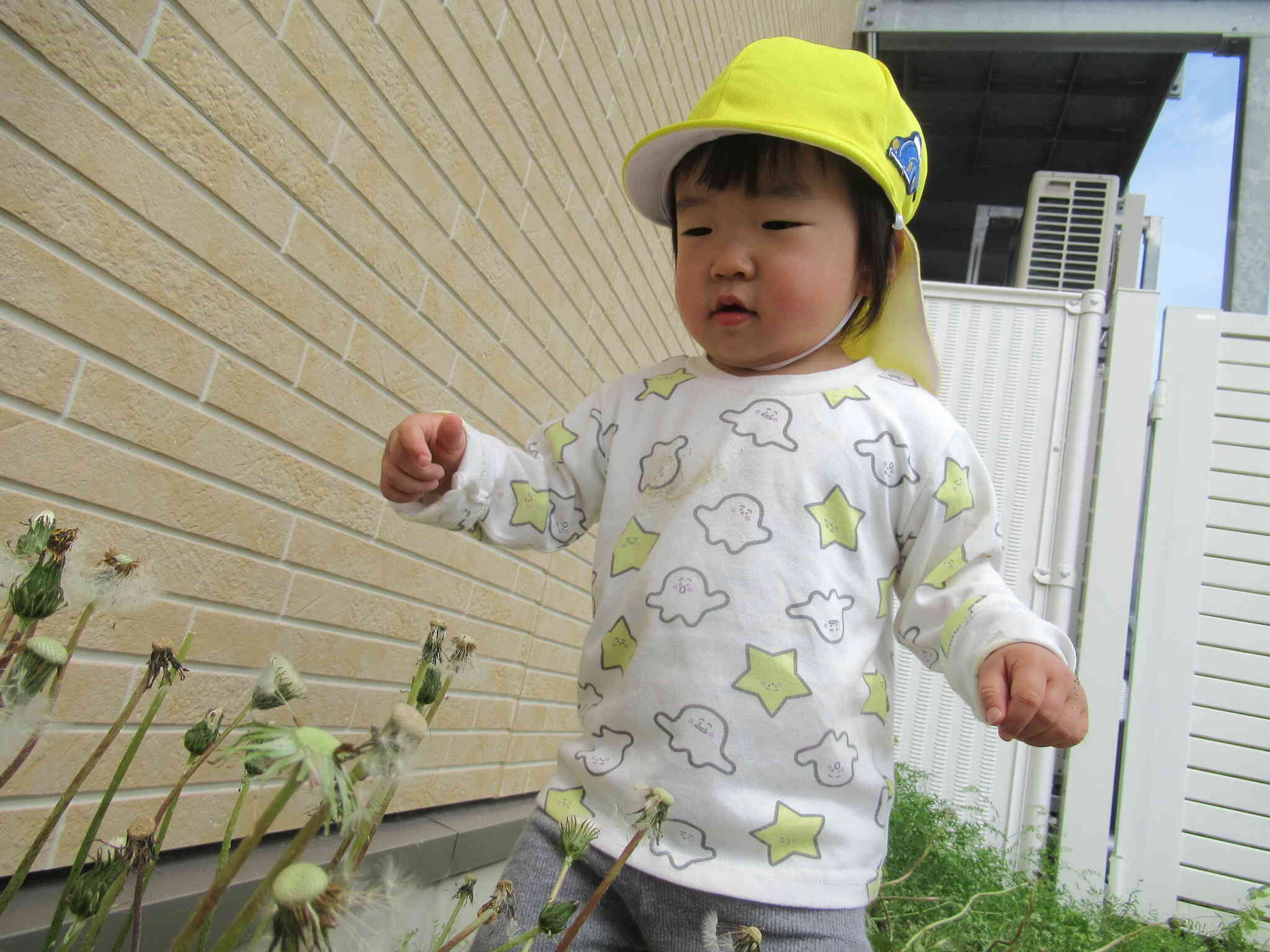 たんぽぽの綿毛にツン！ふわふわで気持ちいいね♪