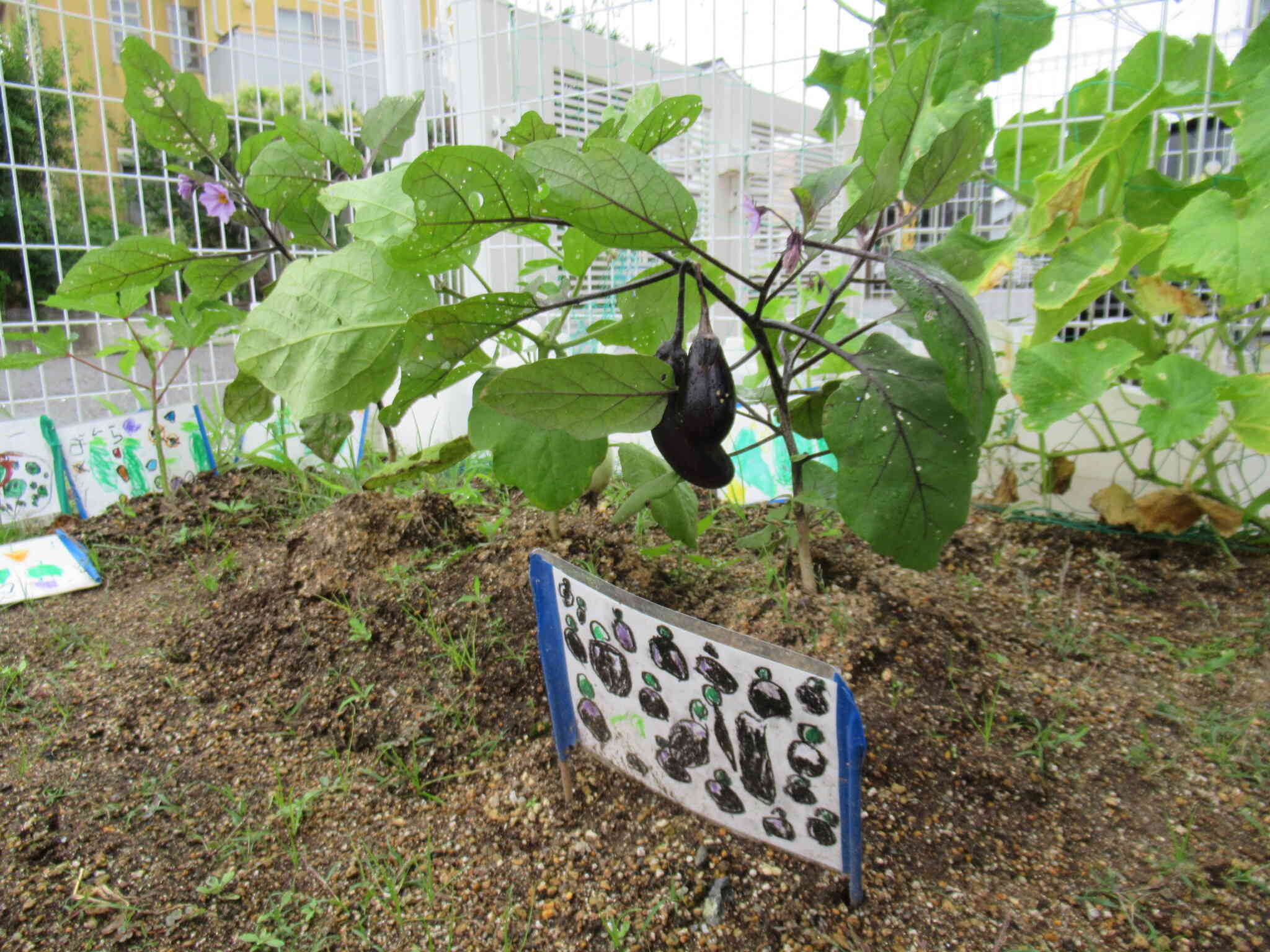 夏野菜がぐんぐんおおきくなっています☆