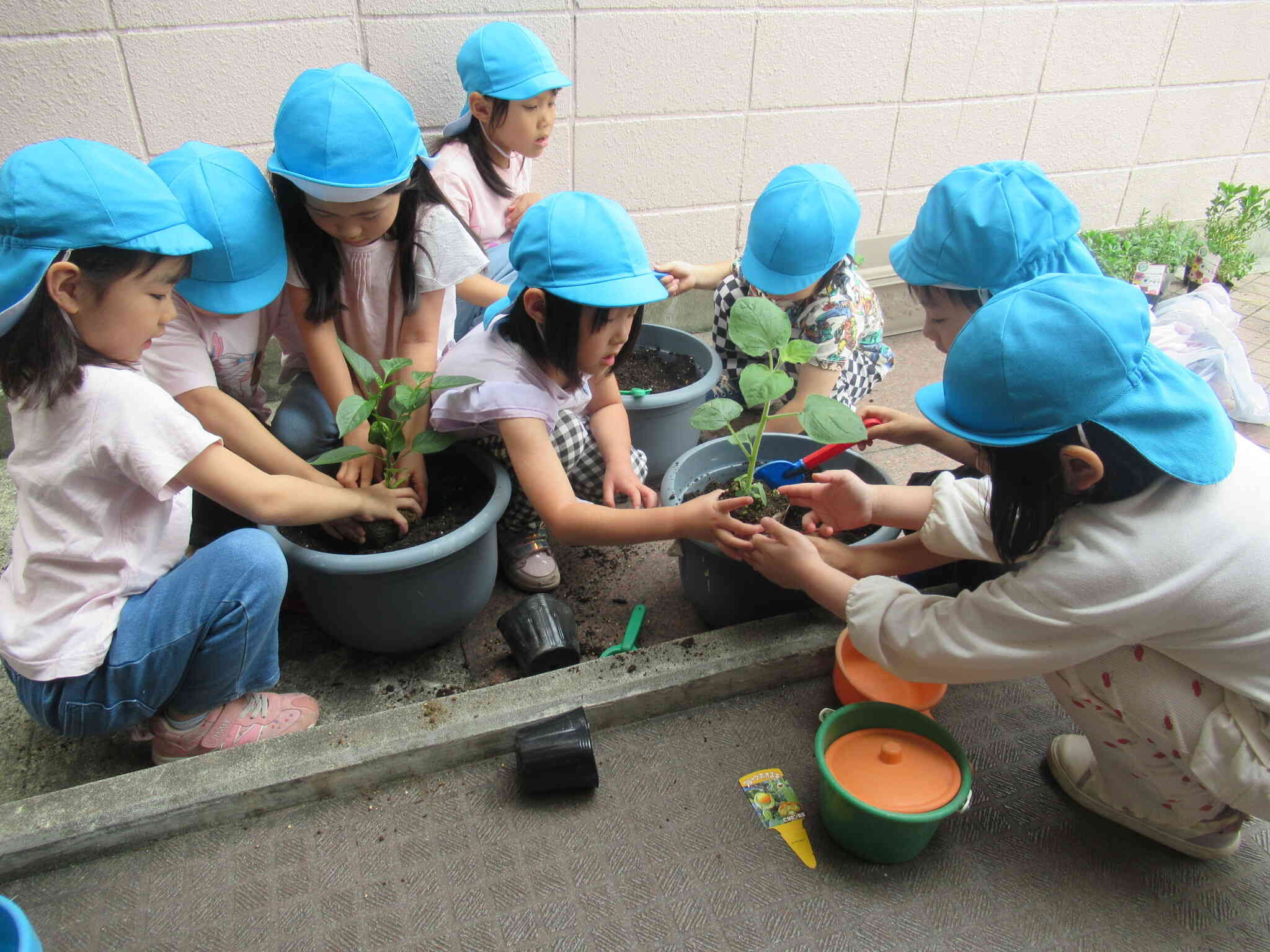 植え替えをしよう!