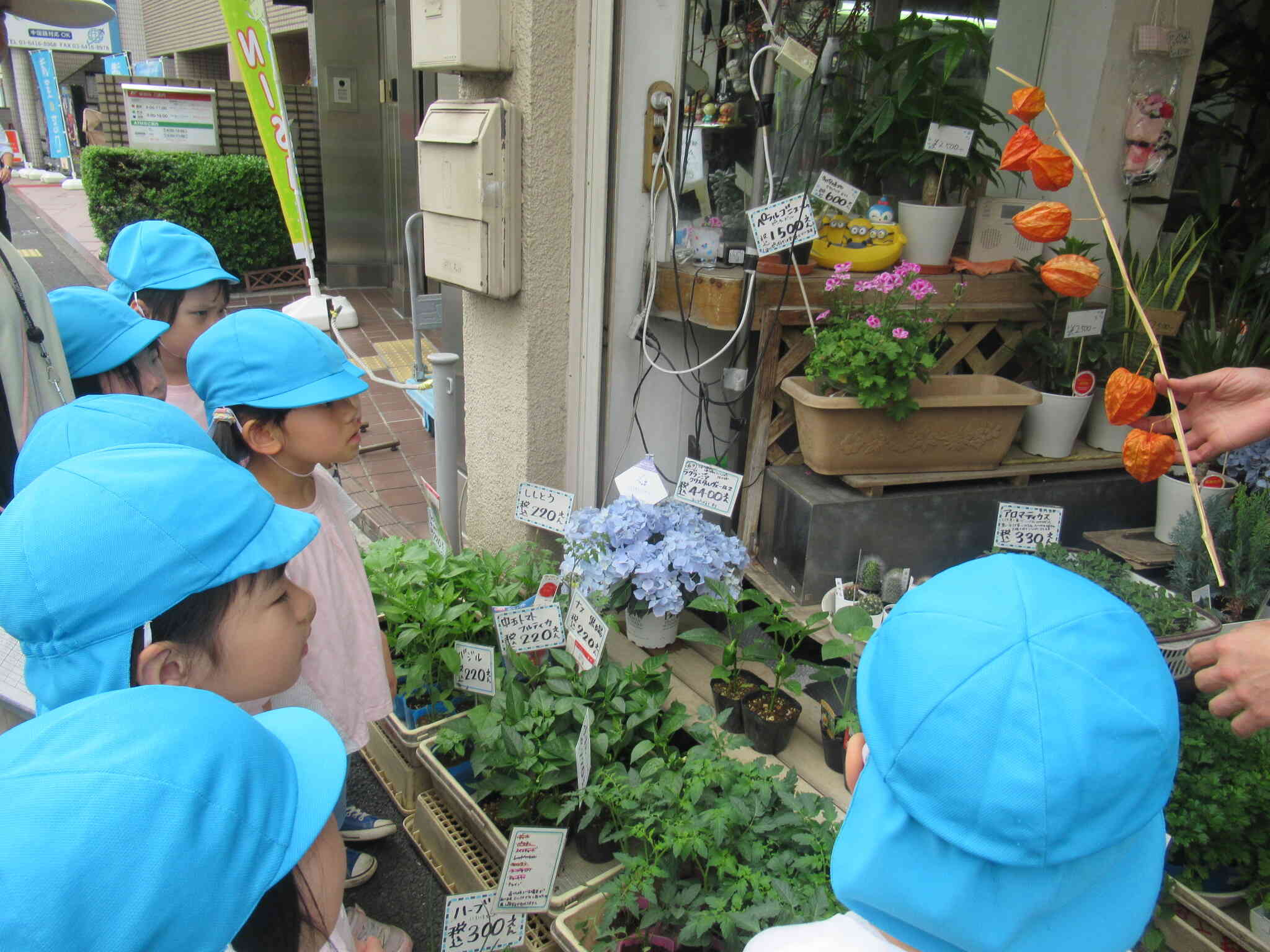 5歳児　夏野菜の苗を植えました