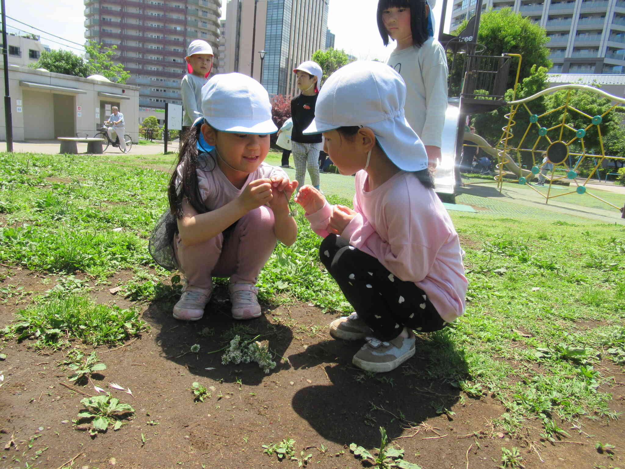 シロツメクサだ!