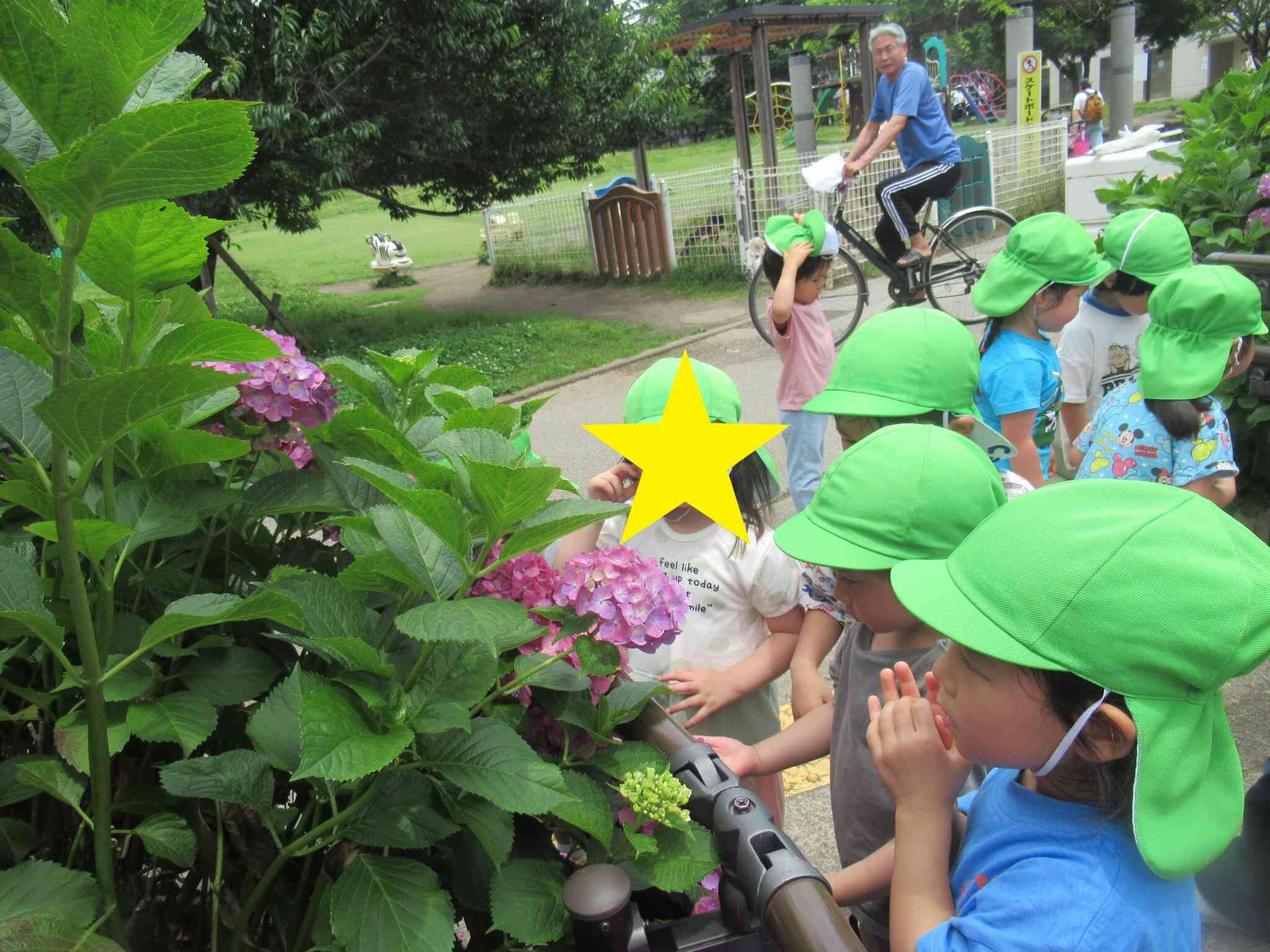公園で「あじさい」を発見！