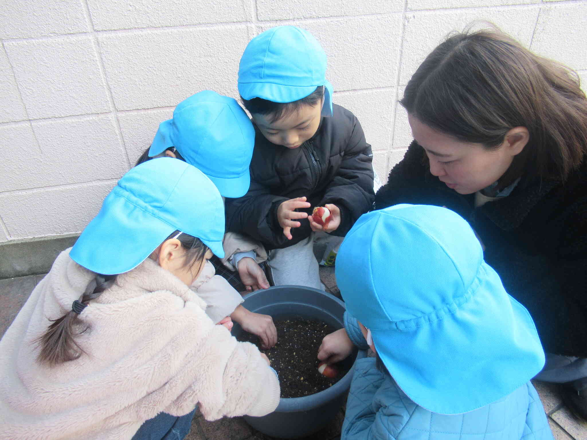 ５歳児　チューリップの球根を植えました。