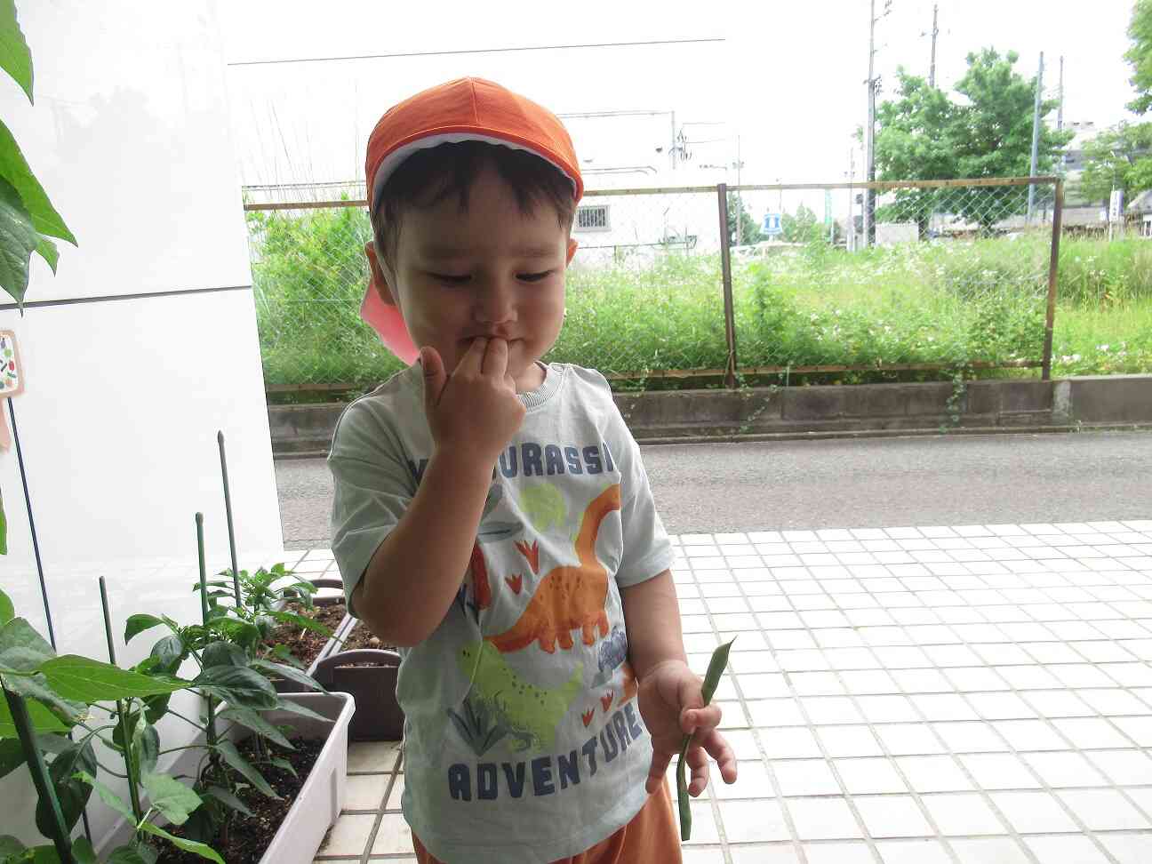 大きく育ったね！