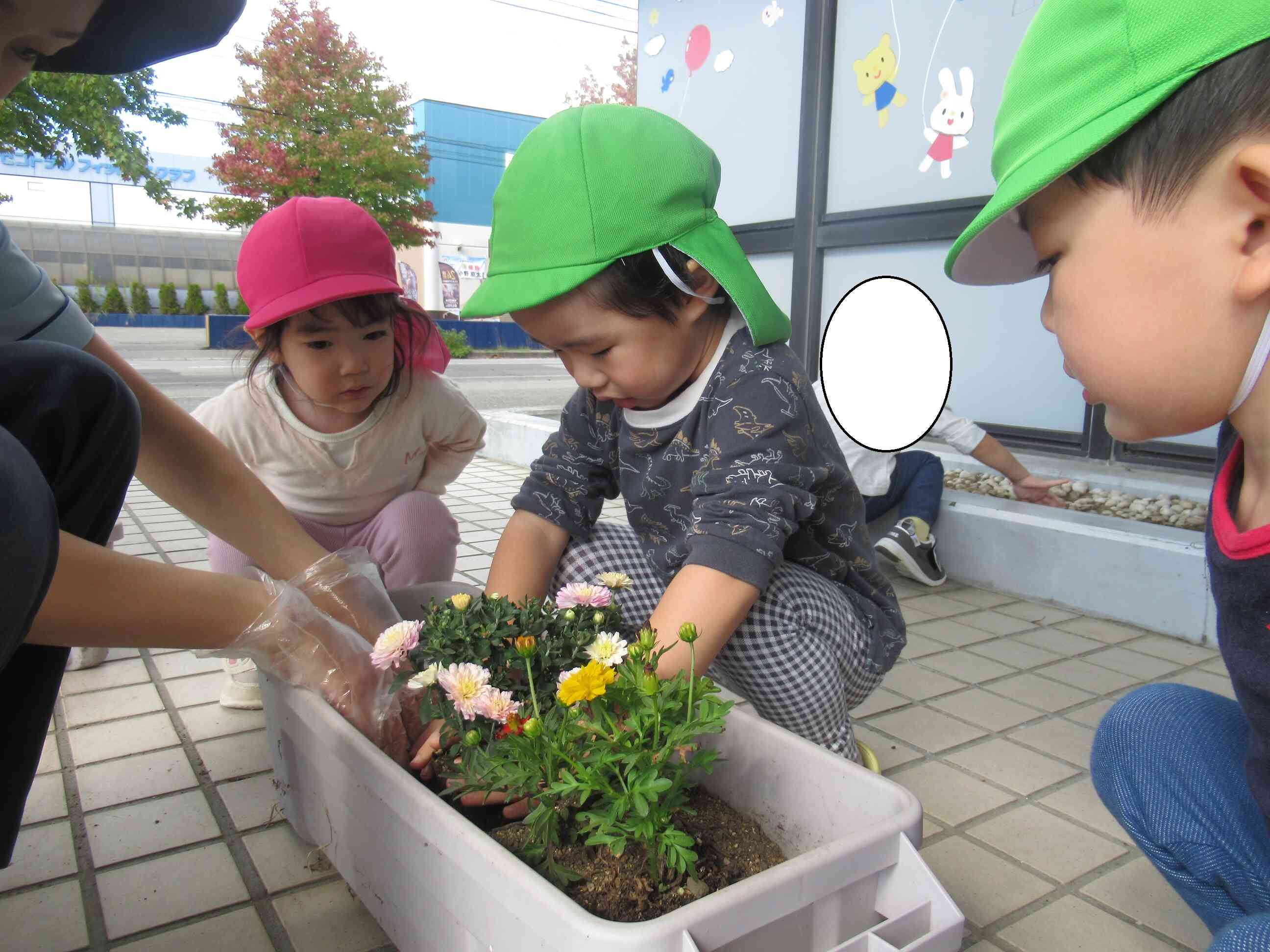 ここに植える？