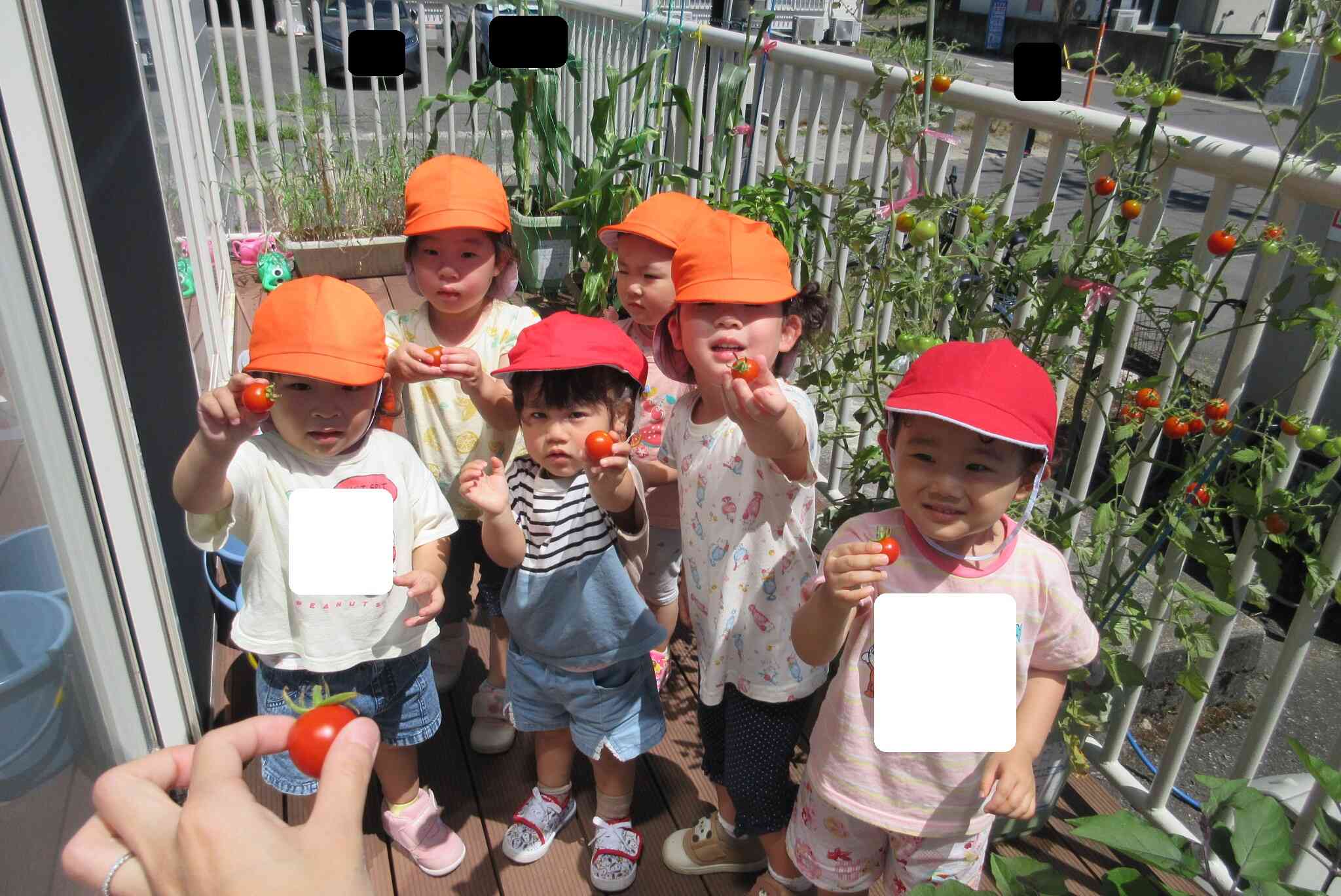 夏野菜おいしいね（2歳児）