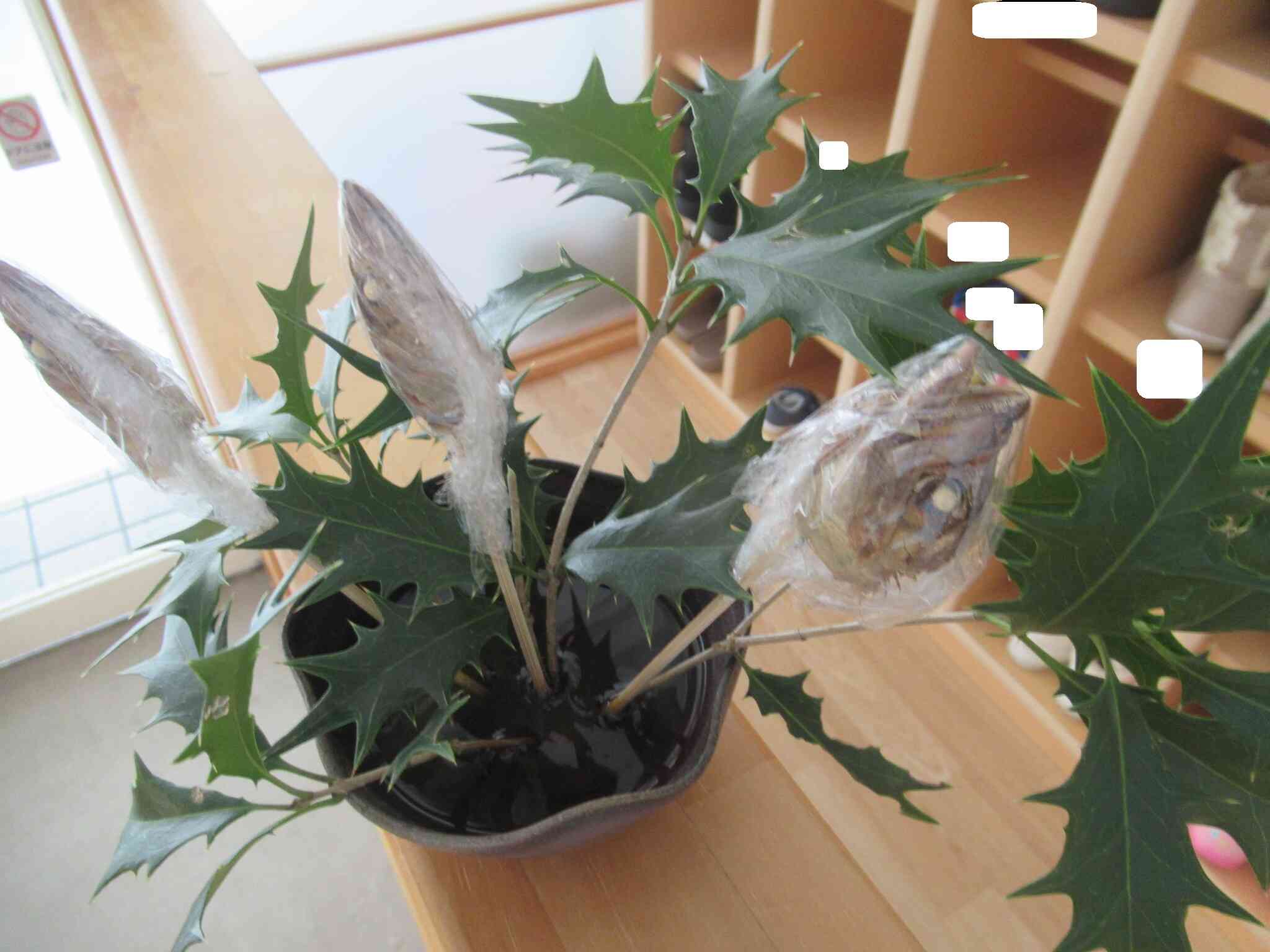 玄関には『ヒイラギいわし』も飾りました。今年も元気いっぱいに過ごせますように！