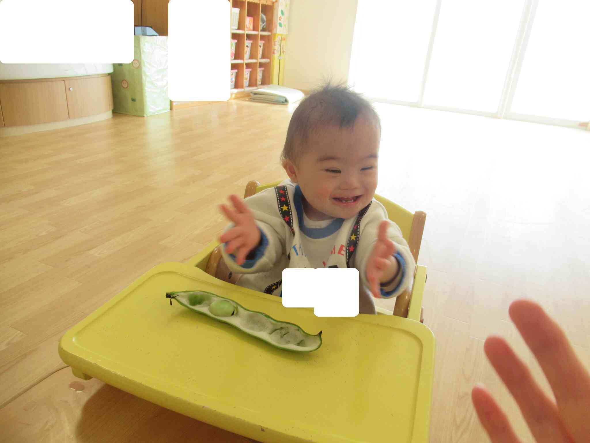 食育活動：そらまめに触れてみました。