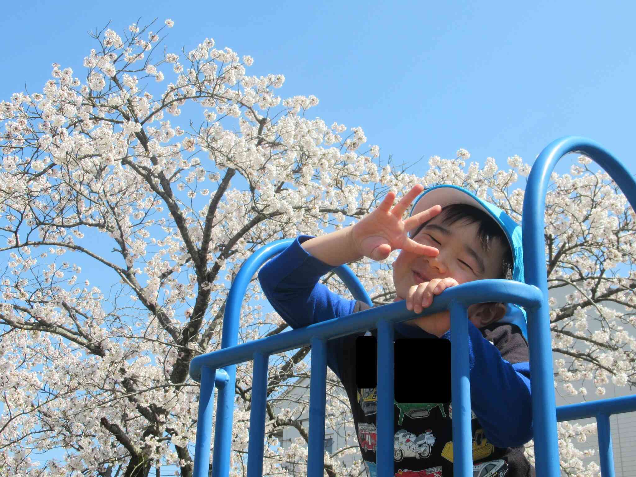 桜満開①(3.4.5歳児)