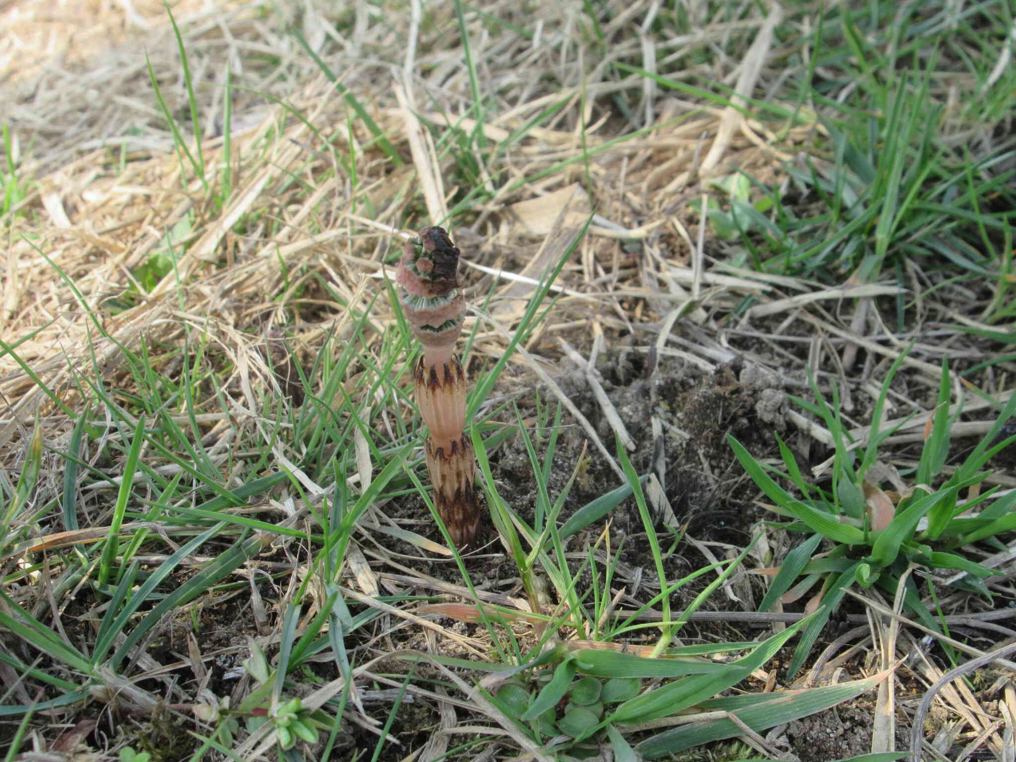 こんにちは、春！