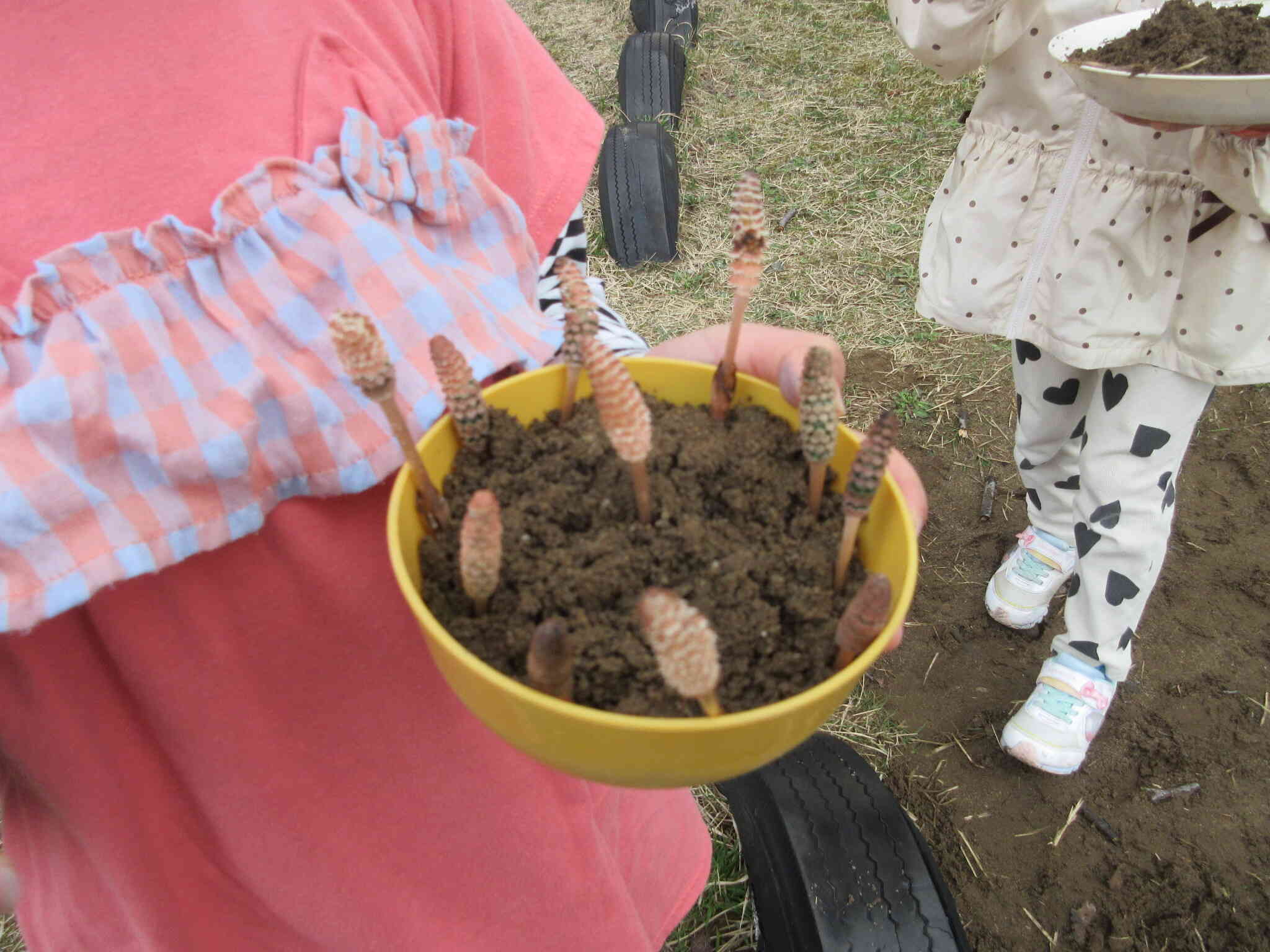 つくしのケーキ