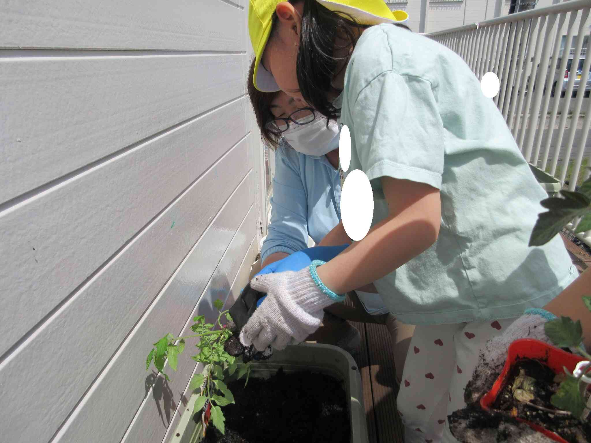 苗植えの様子