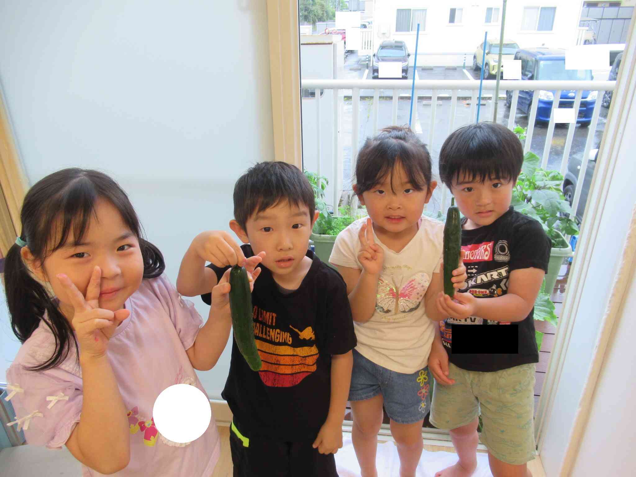 夏野菜収穫(5歳児)