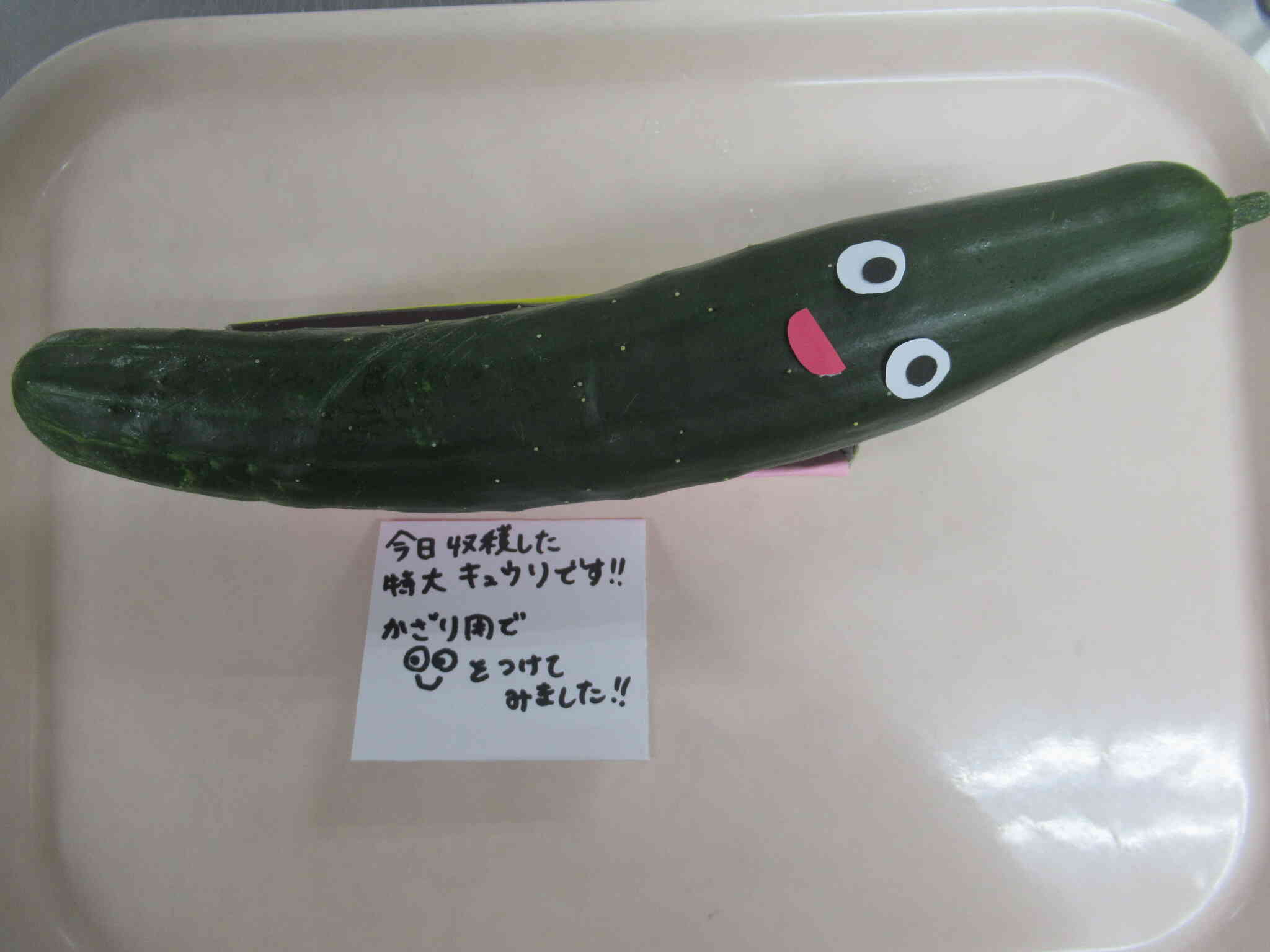 きゅうりくん