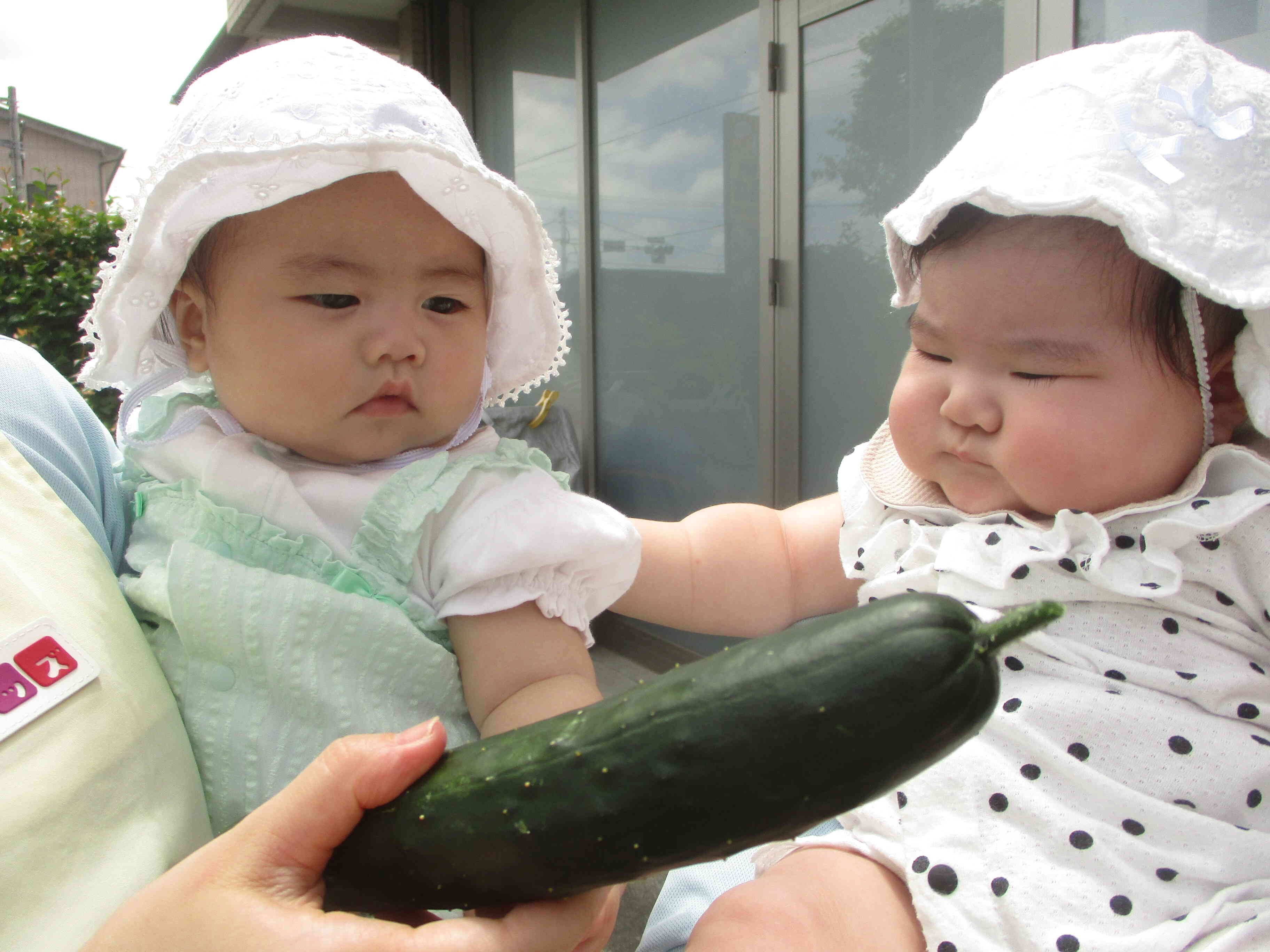 ひよこ組のお友だちも　きゅうりを触ったよ！