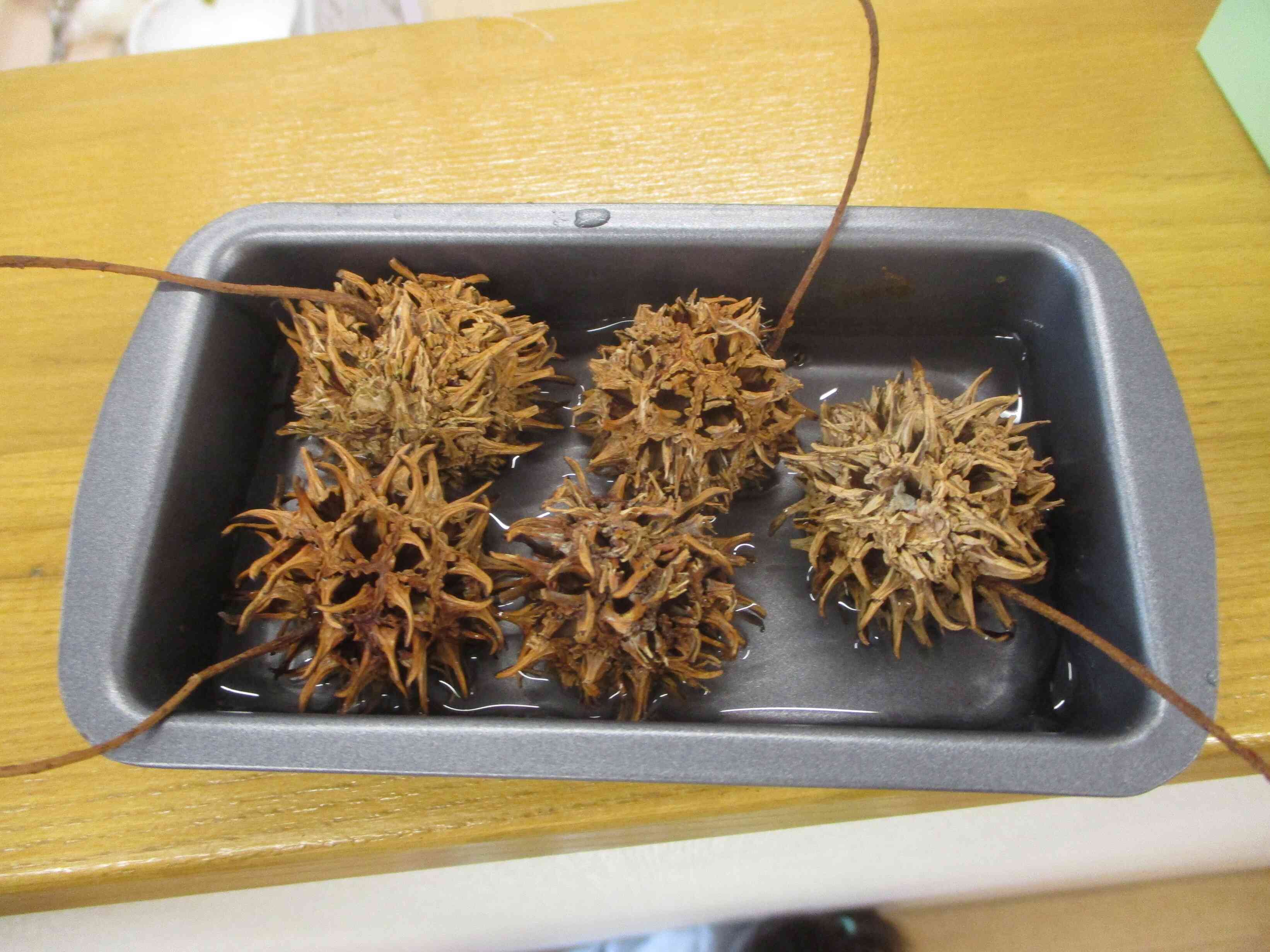 モミジバフウの実